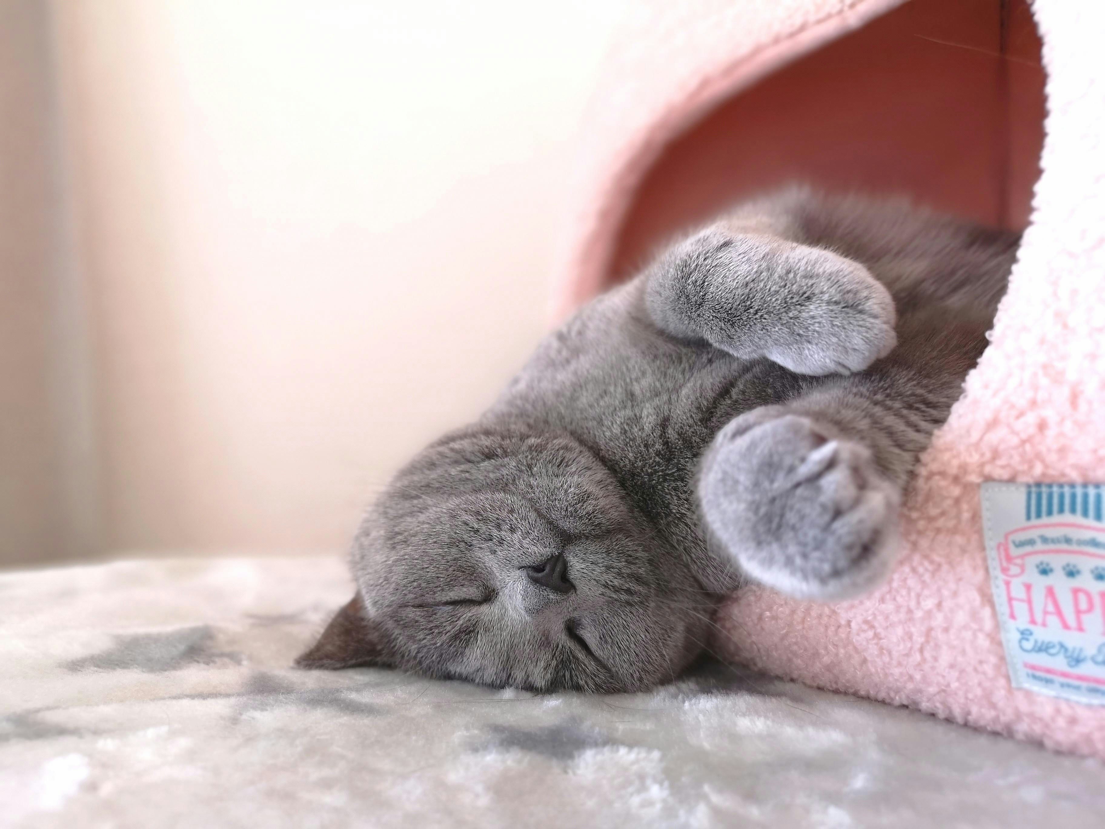 anak kucing saling berpelukan di tempat tidur pink