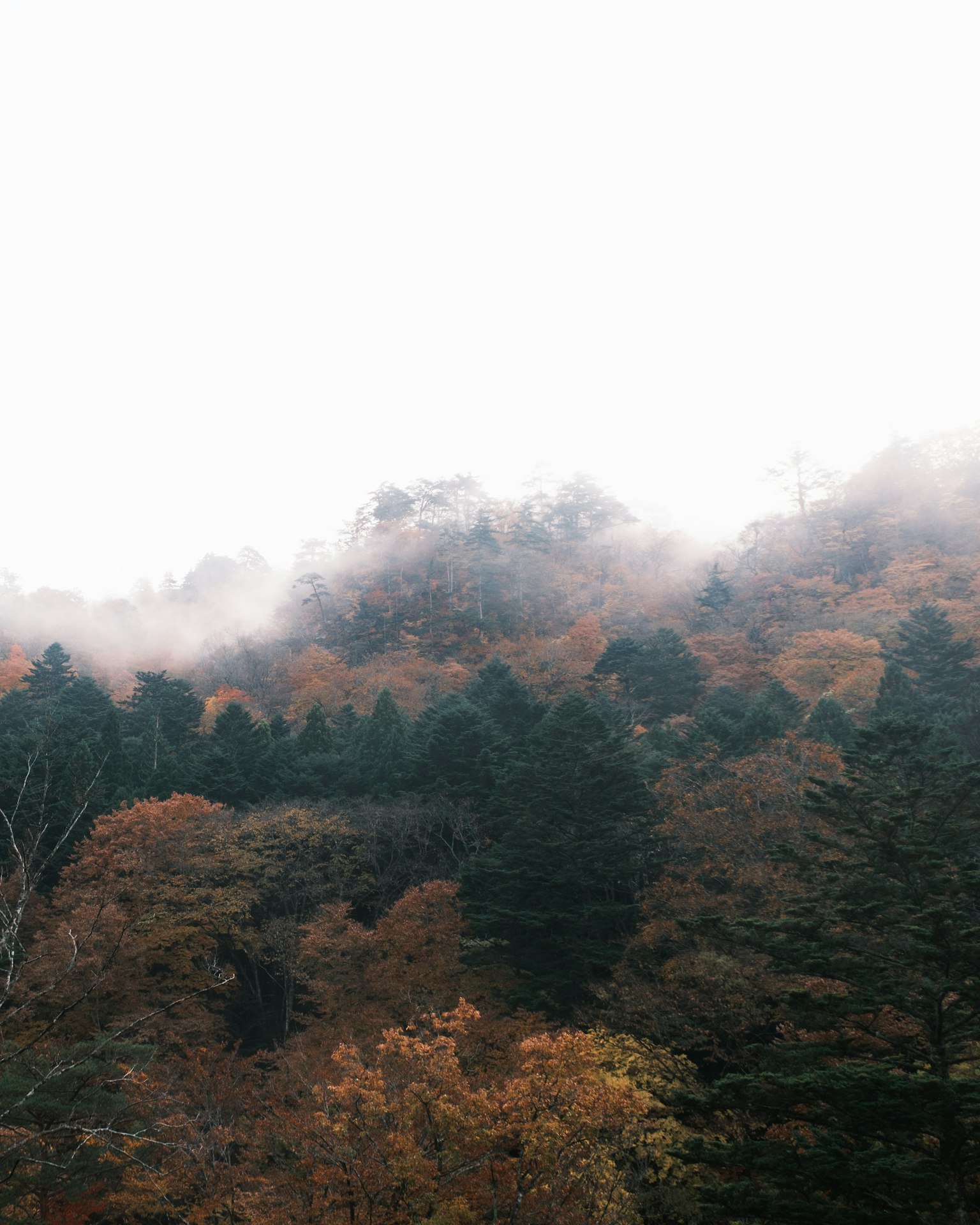 Herbsthügel im Nebel mit bunten Bäumen