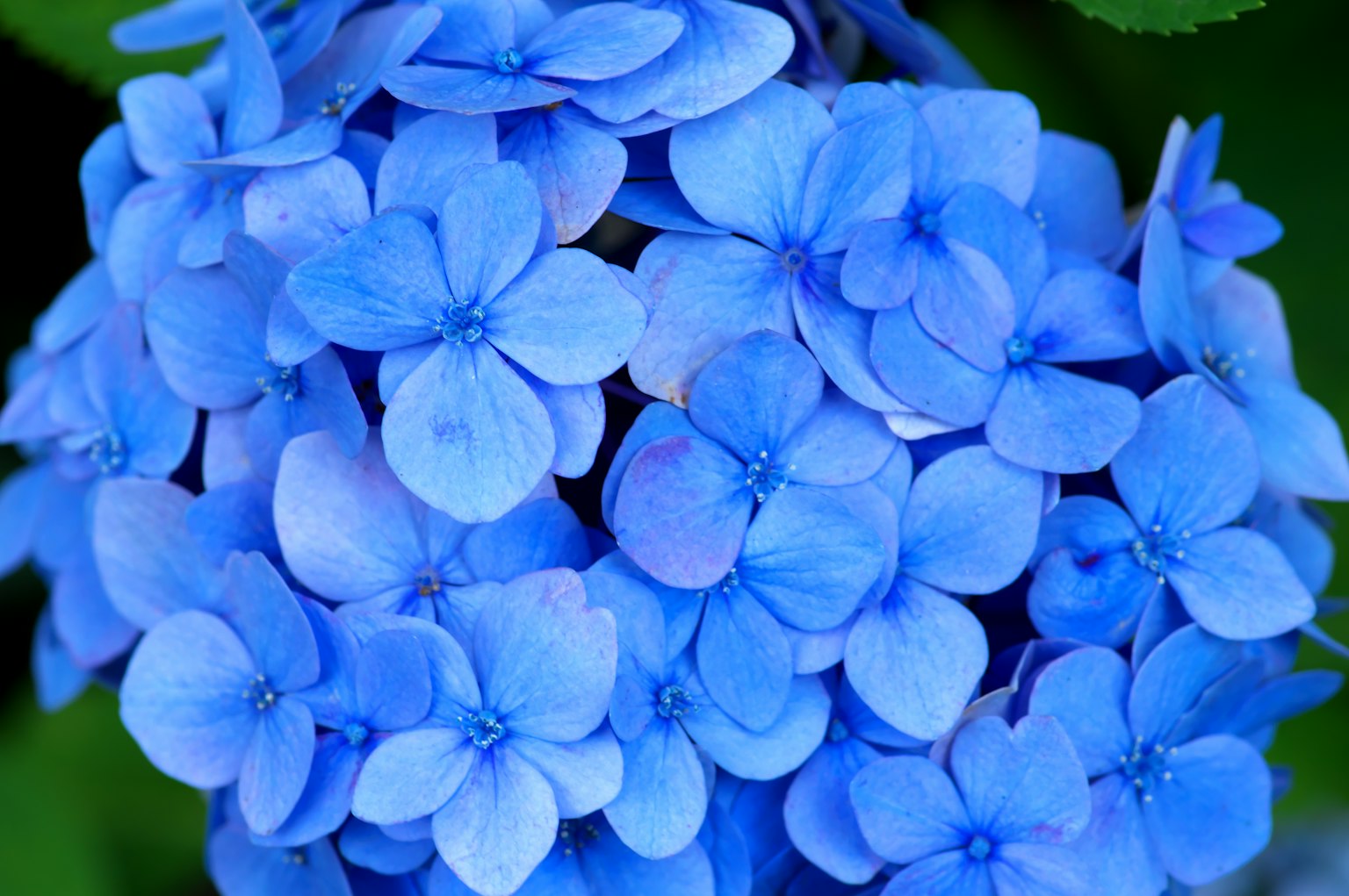 A cluster of blue hydrangea flowers blooming vibrantly