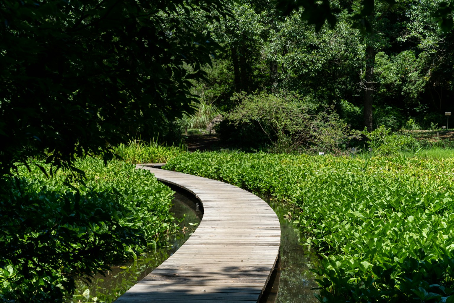 Sentiero in legno curvo circondato da vegetazione lussureggiante