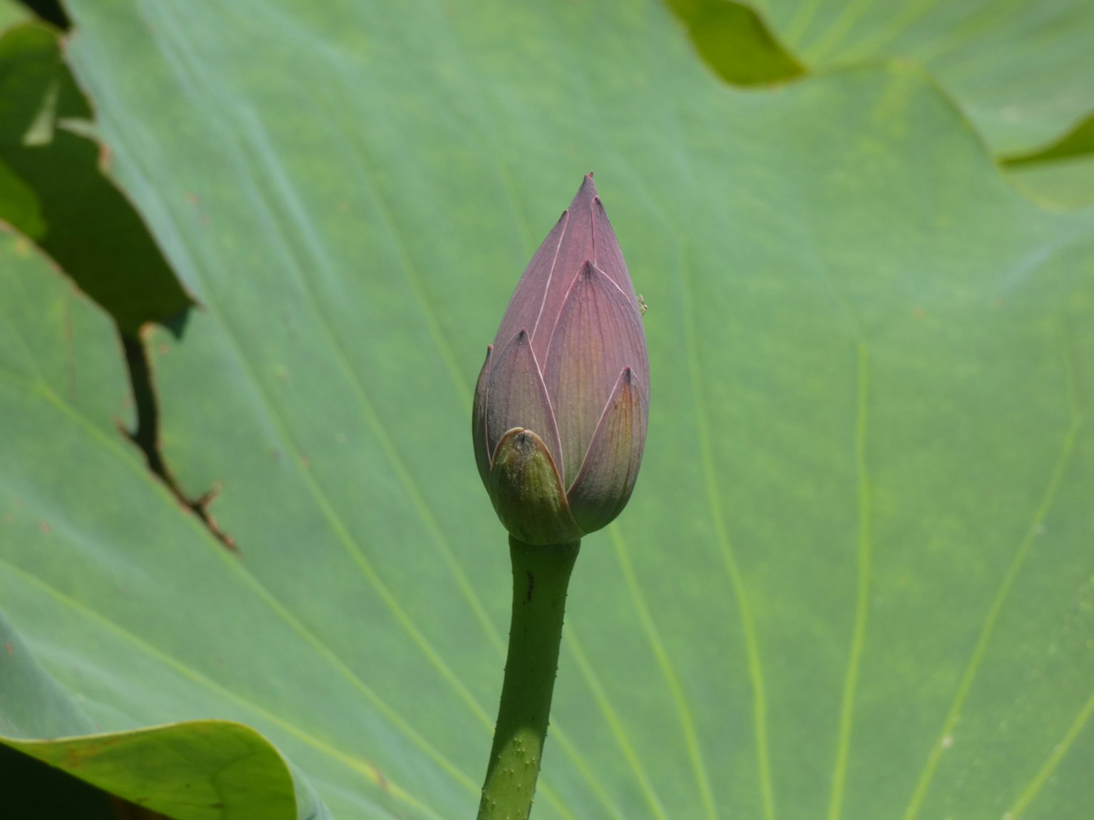 Bocciolo di loto su una foglia verde