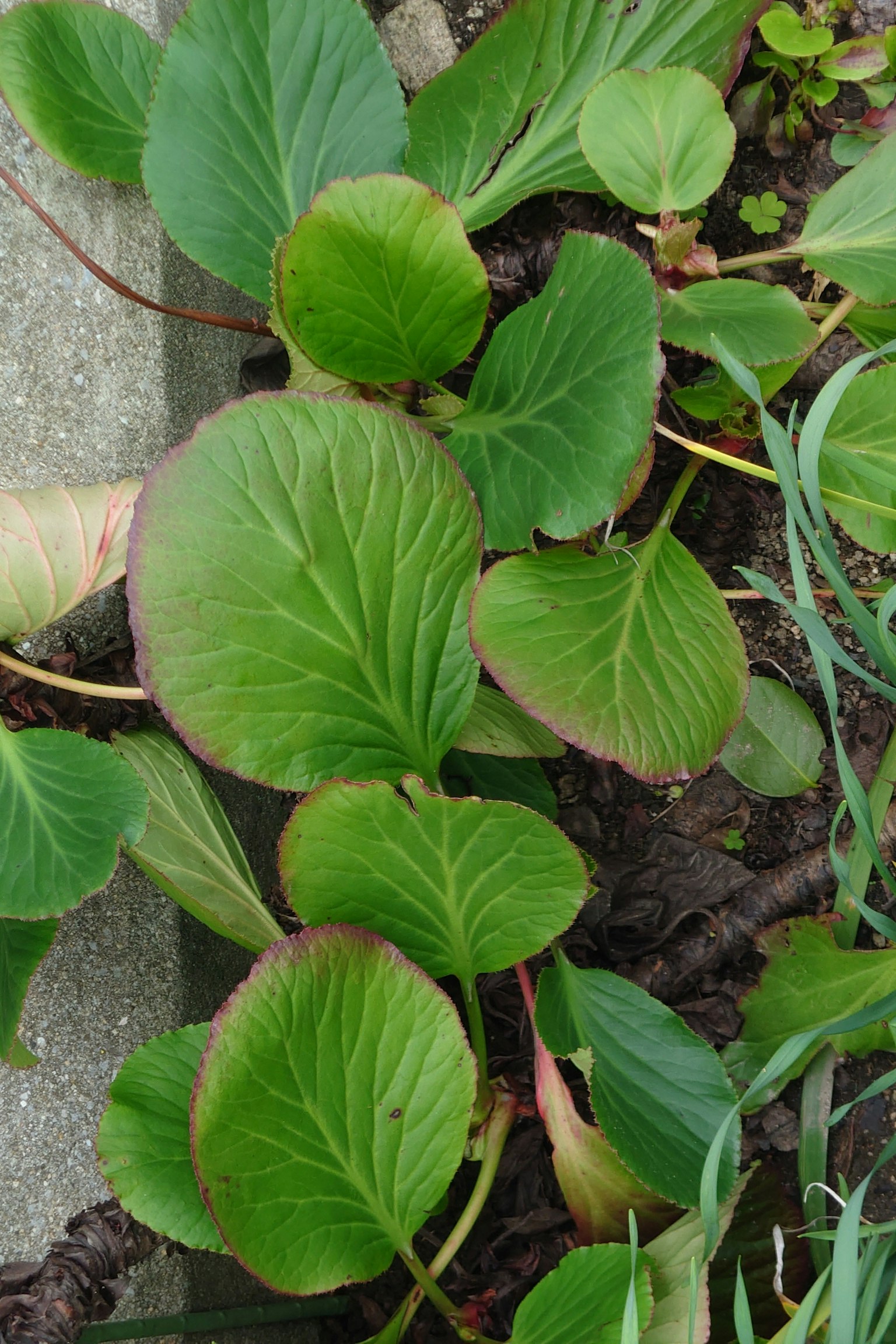 Groupe de feuilles vertes d'une plante sur un sol en béton