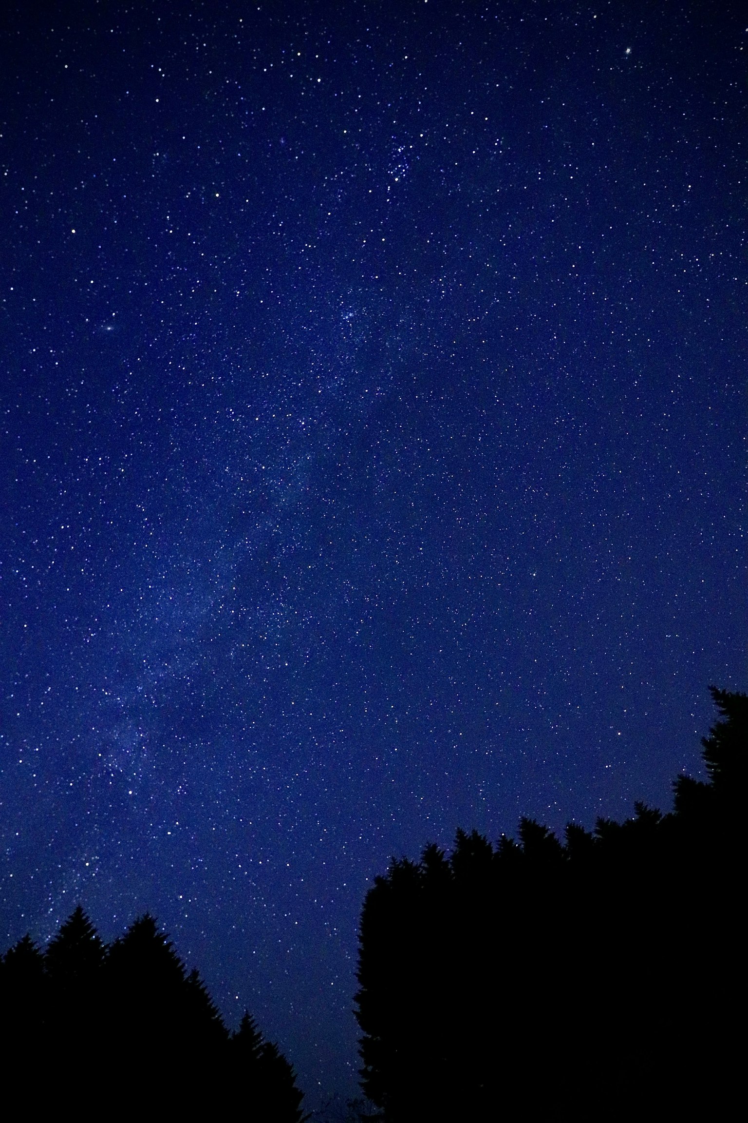 Cielo estrellado nocturno con árboles en silueta