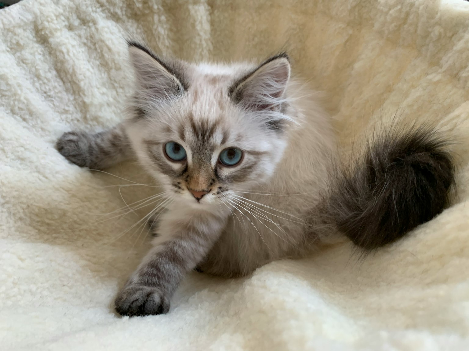 Eine flauschige weiße Katze, die mit auffälligen blauen Augen entspannt