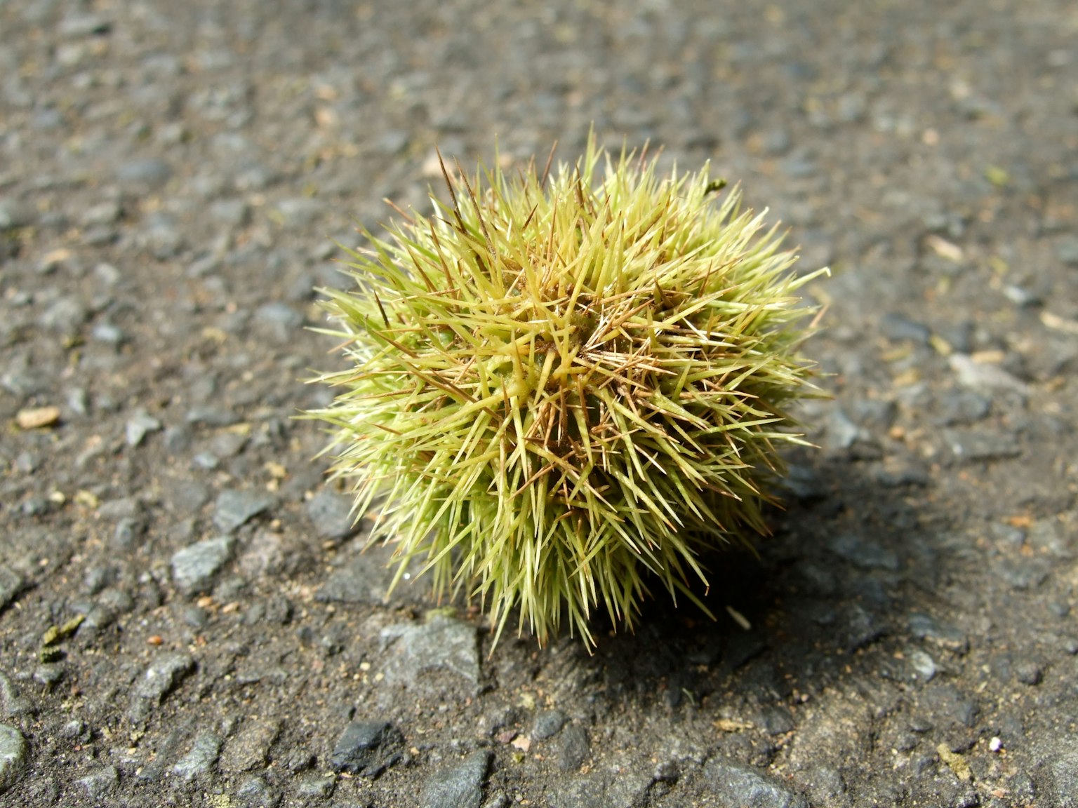 Vỏ hạt dẻ xanh có gai resting on a gravel surface