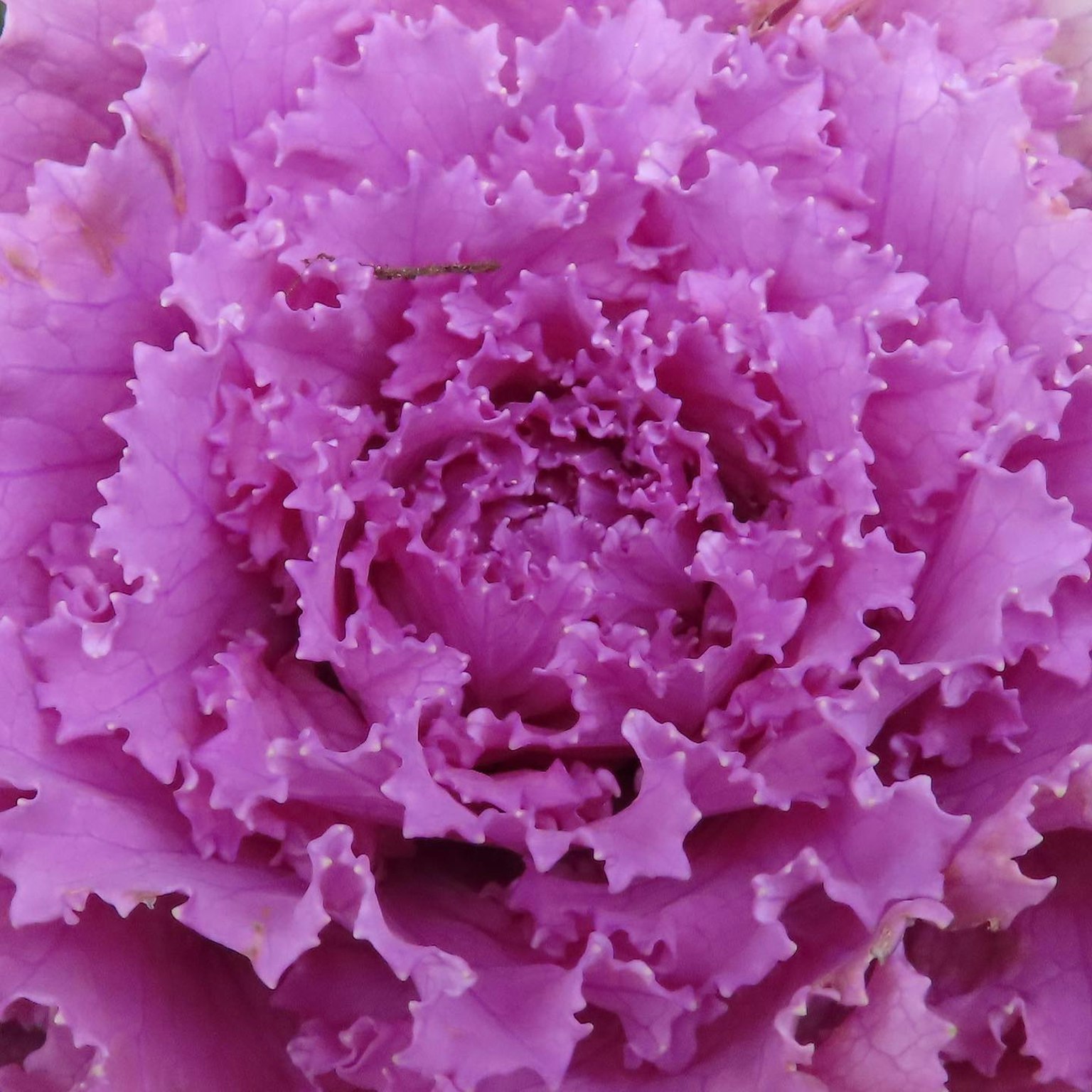 Close-up bunga kubis hias ungu cerah