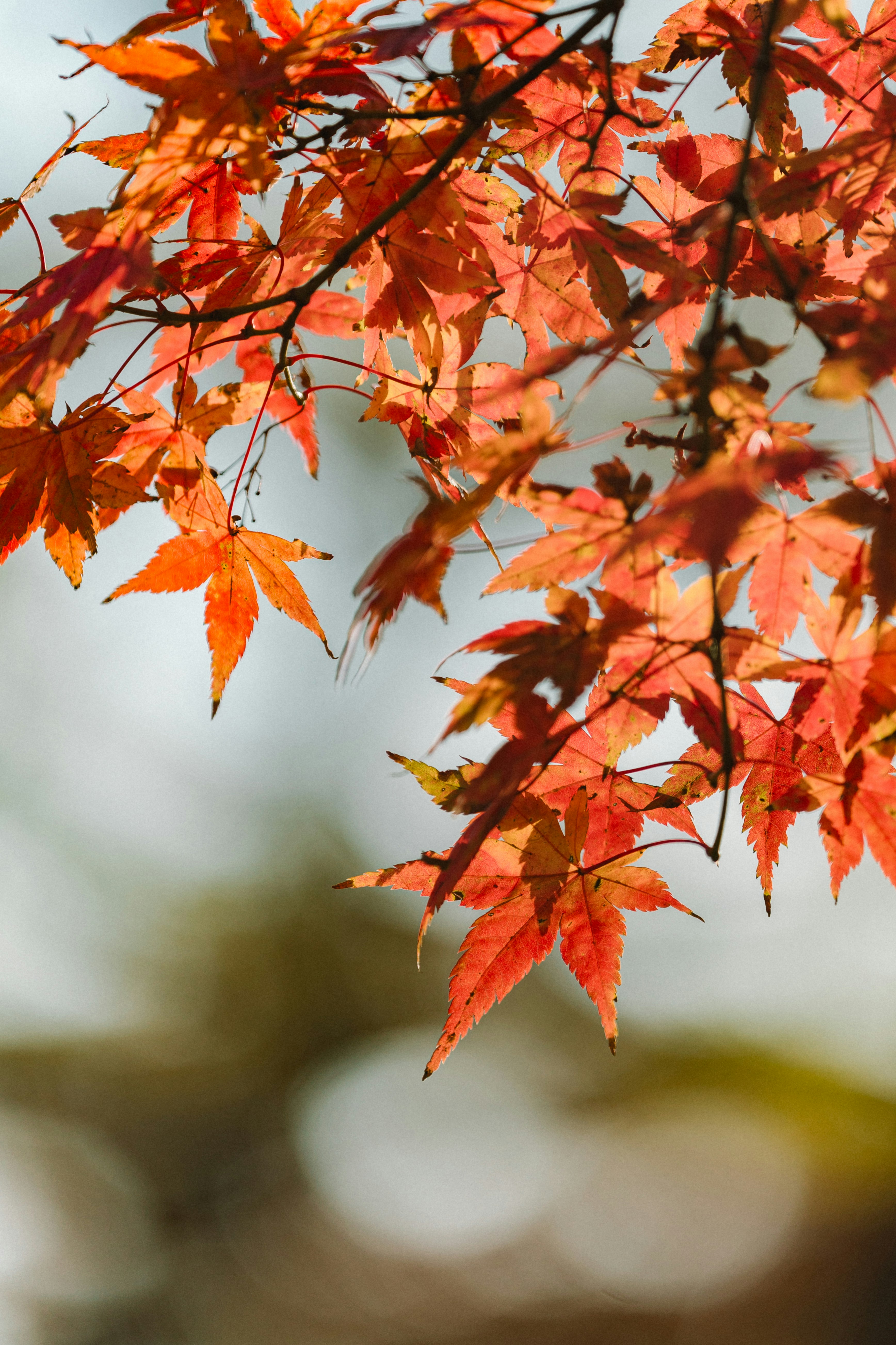 オレンジ色の紅葉が枝に揺れる秋の木々