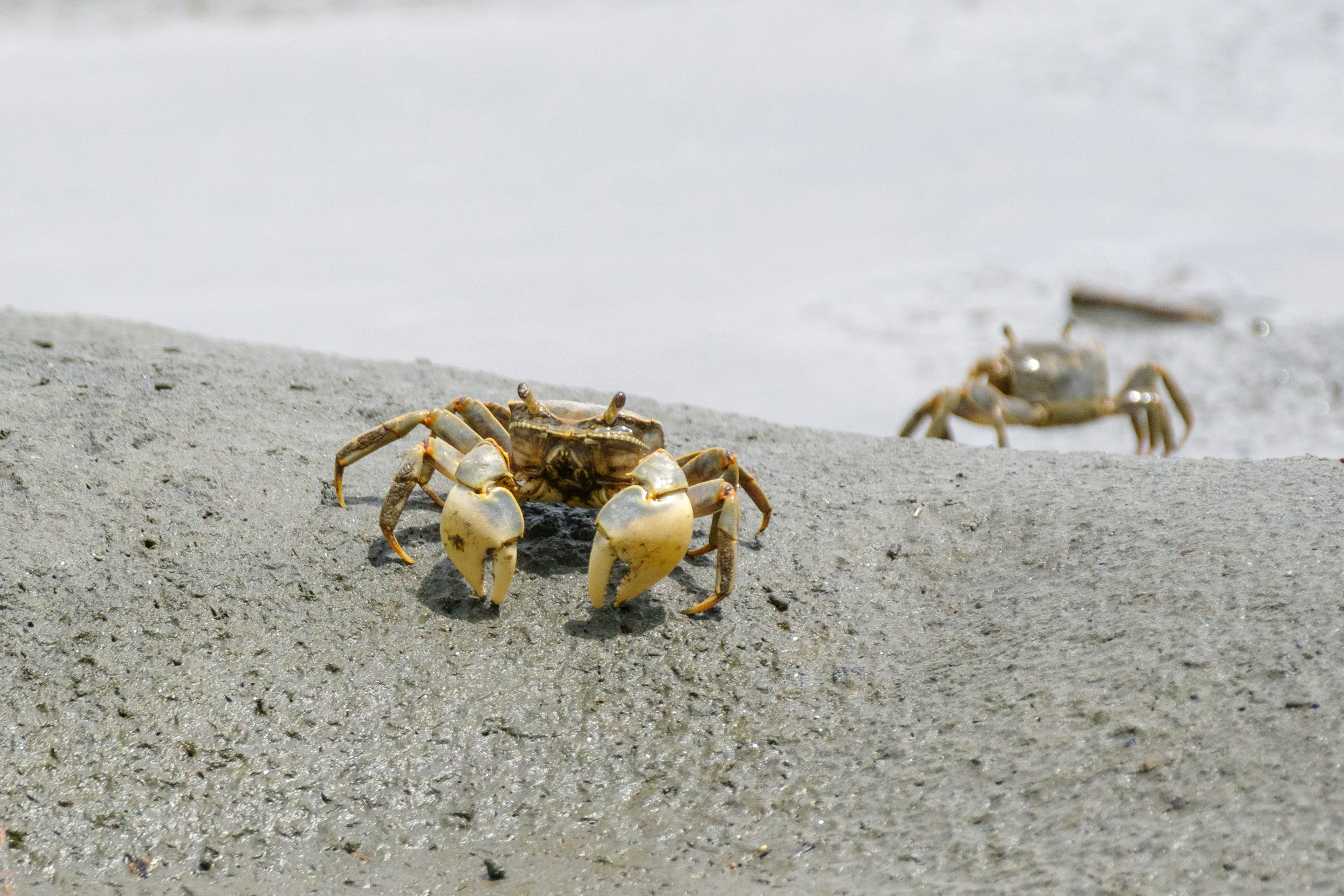 砂浜を歩くカニの群れ
