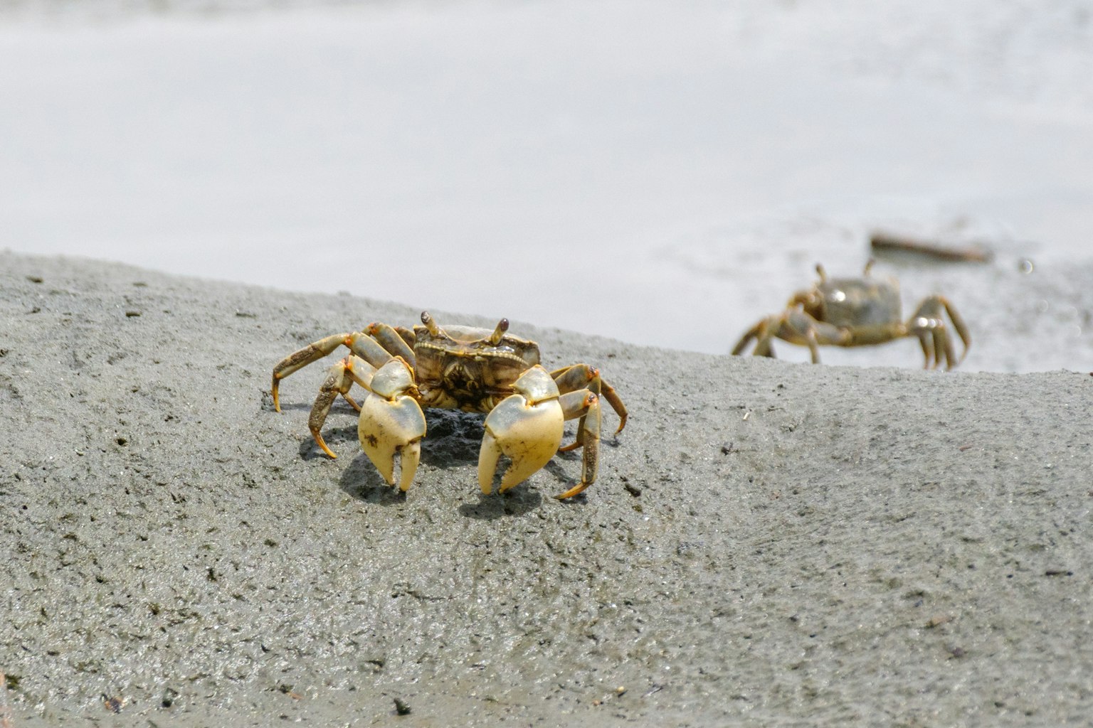 Un granchio in primo piano sulla spiaggia sabbiosa con un altro granchio sullo sfondo