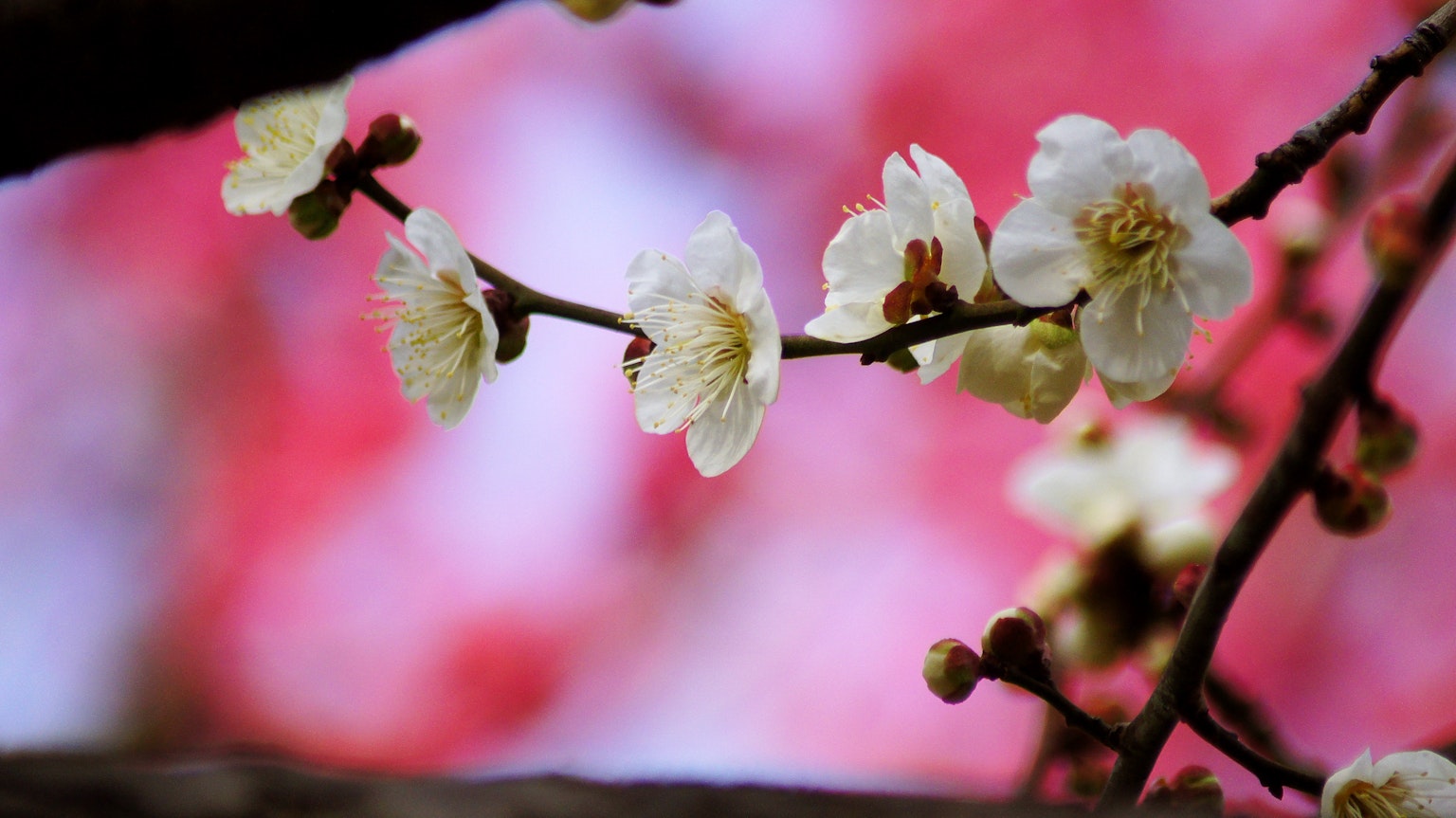 Nahaufnahme von weißen Pflaumenblüten mit rosa Hintergrund