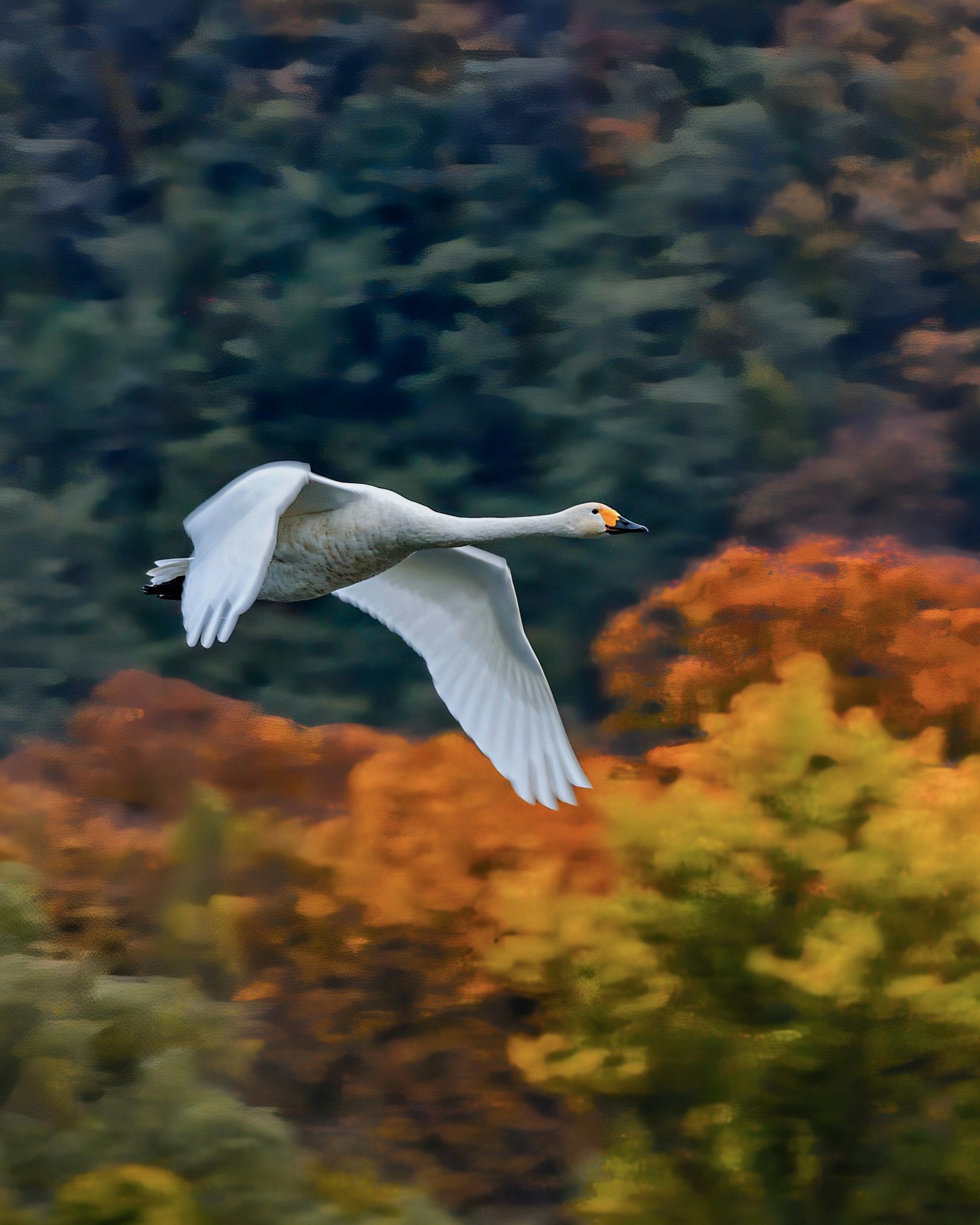 Un cygne volant au-dessus d'un paysage automnal coloré