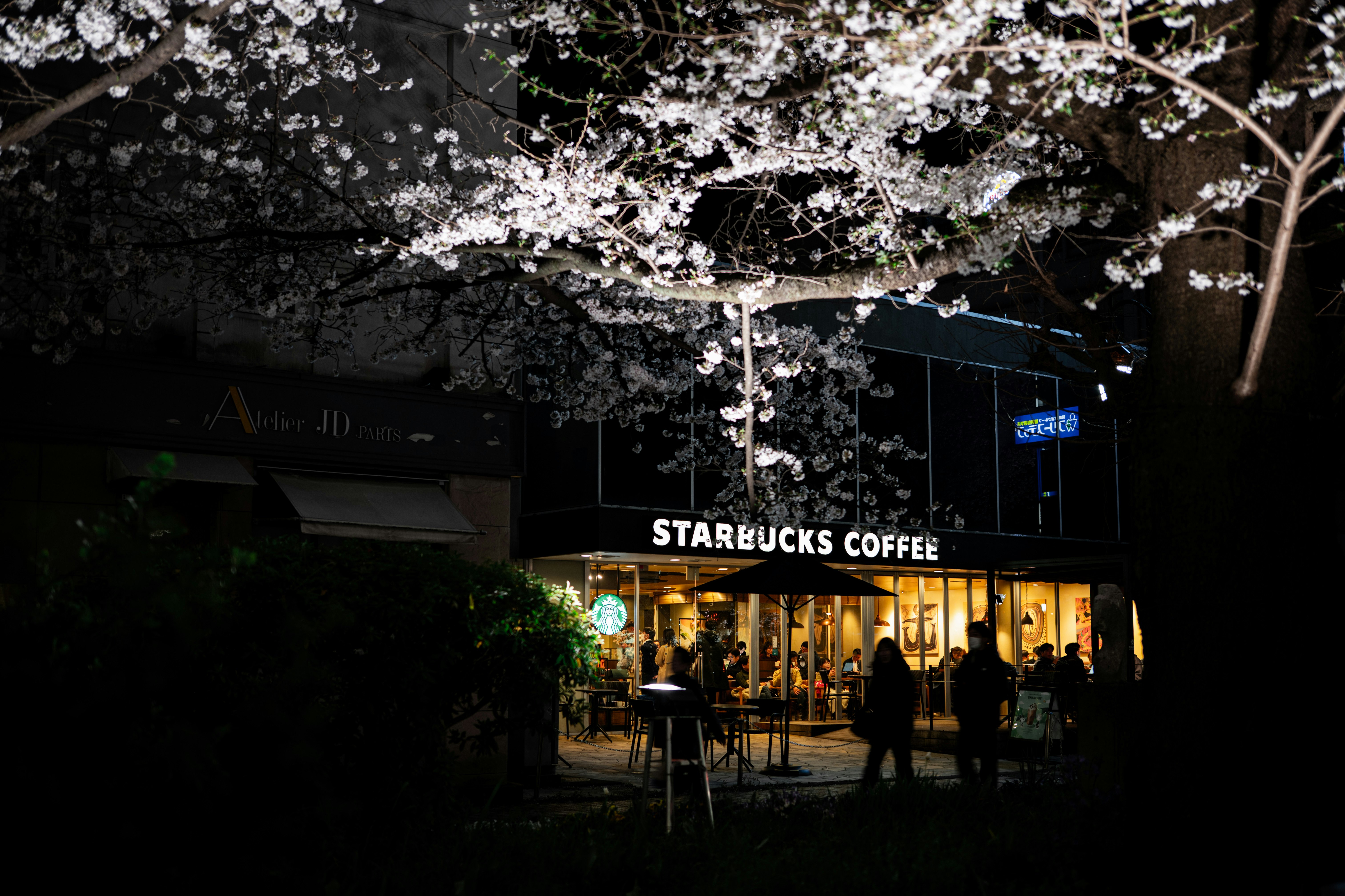 夜晚樱花下的星巴克店铺入口