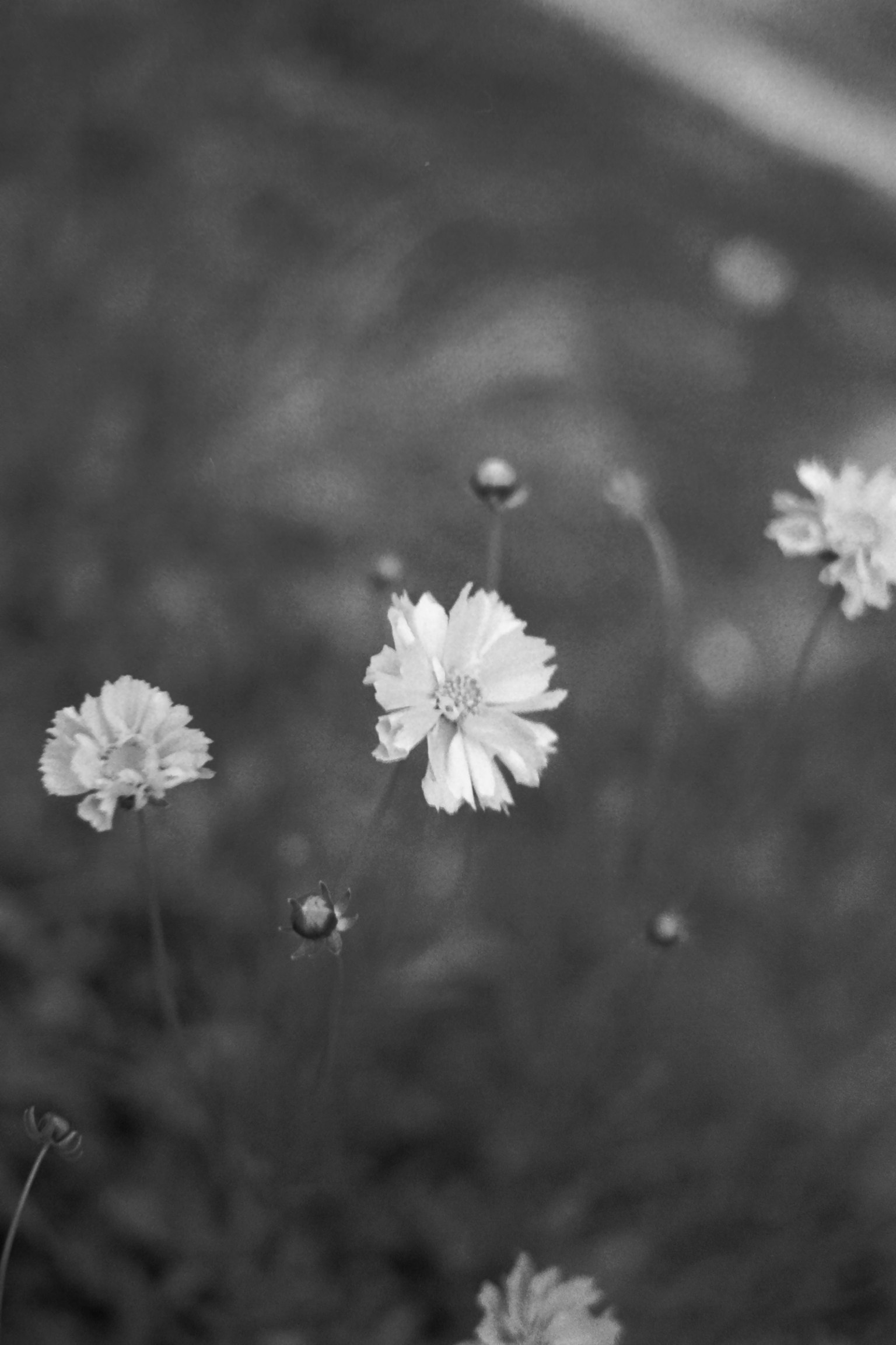 White flowers blooming in blurred green grass background