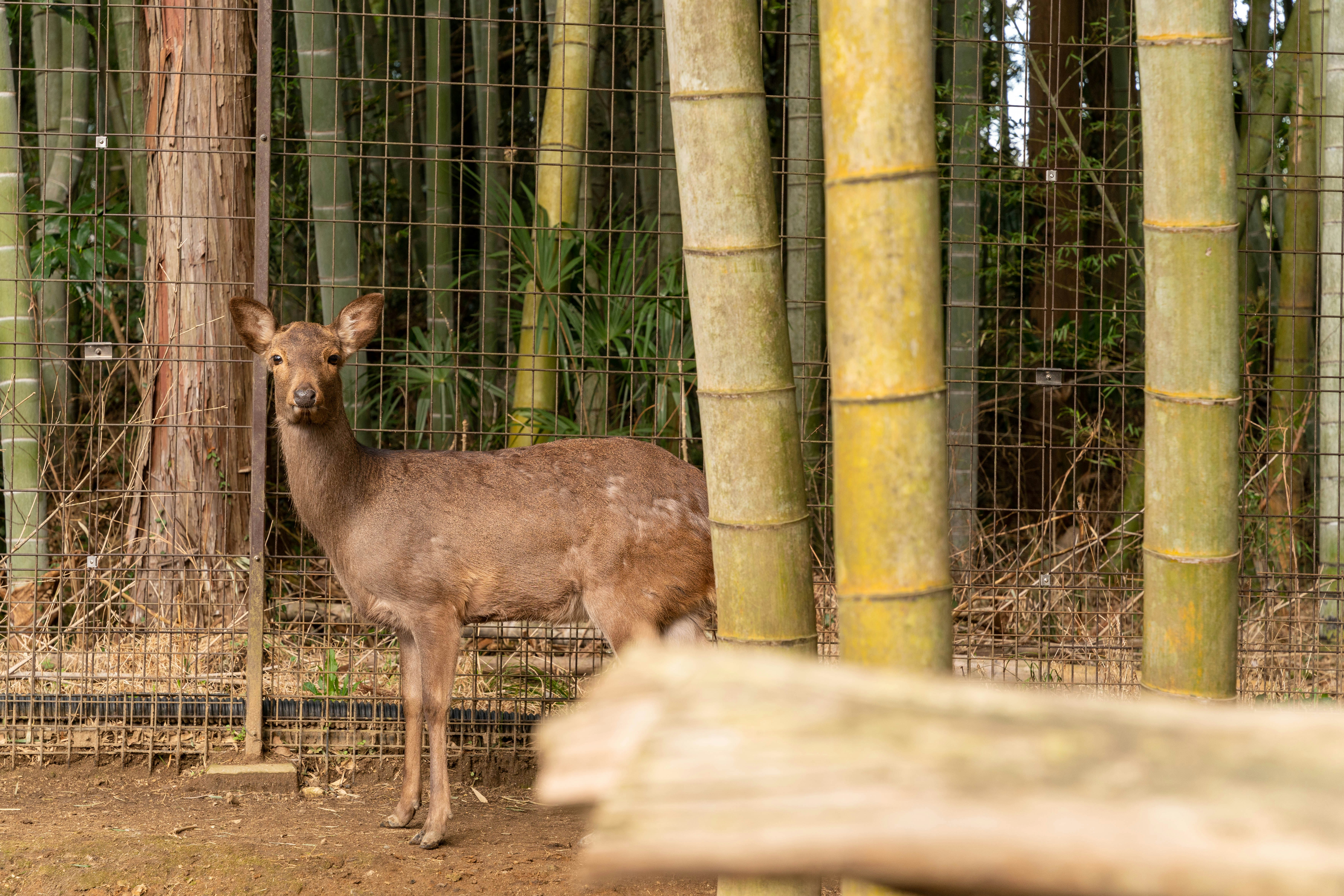 Animal de type cerf debout devant une clôture en bambou