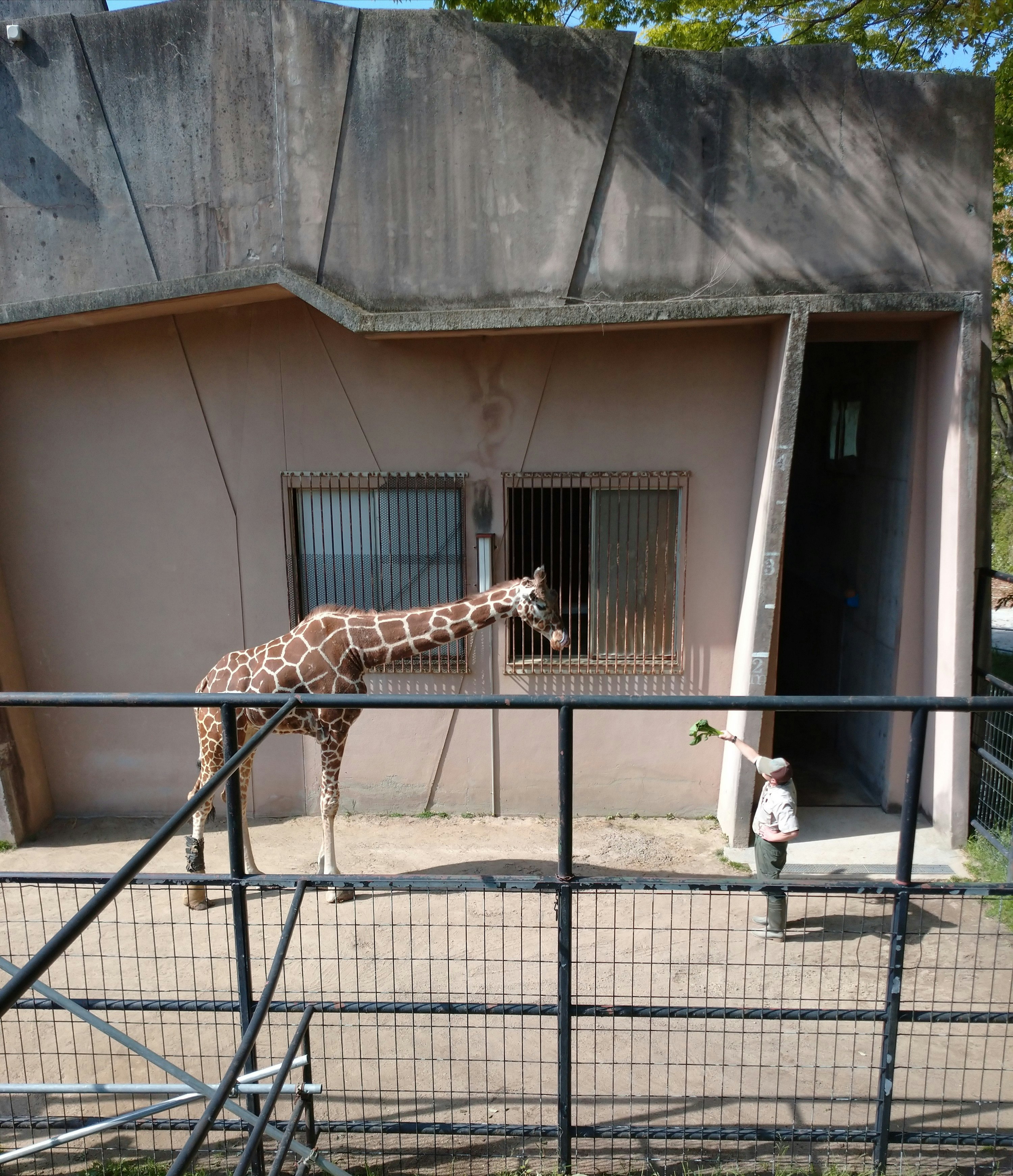 動物園の柵の前でキリンと飼育員さん