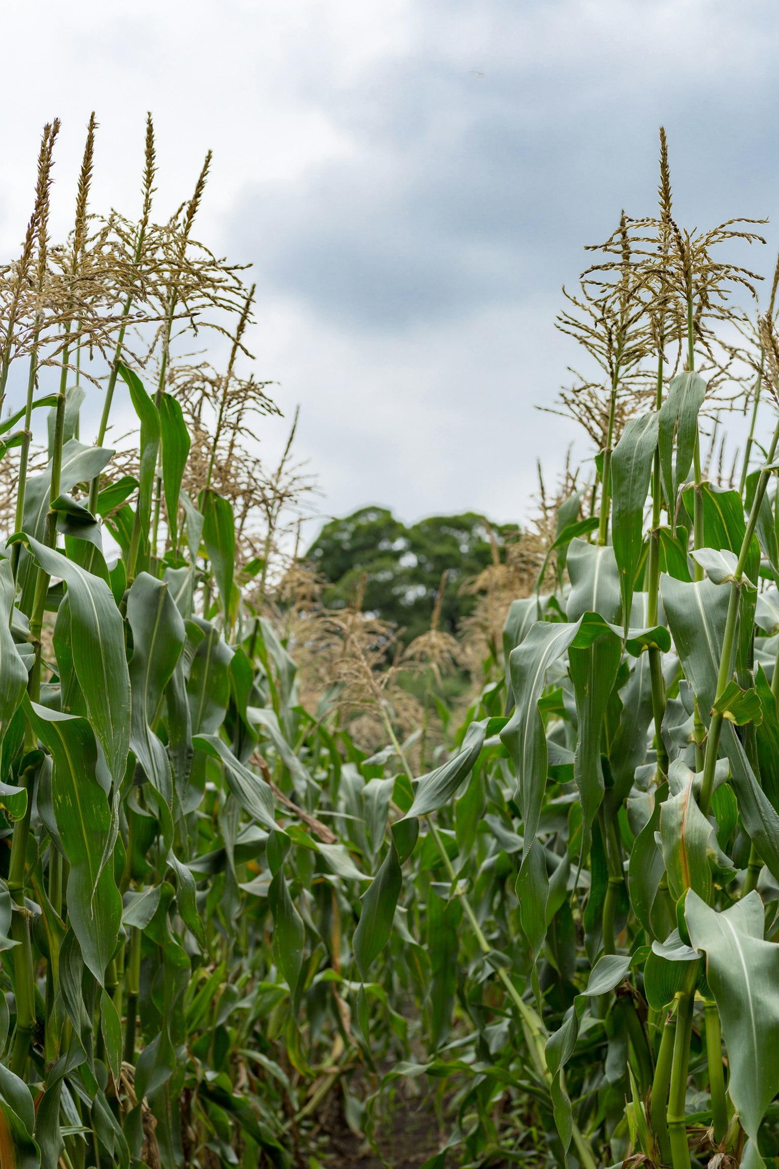 View through a green cornfield with tall stalks and cloudy sky