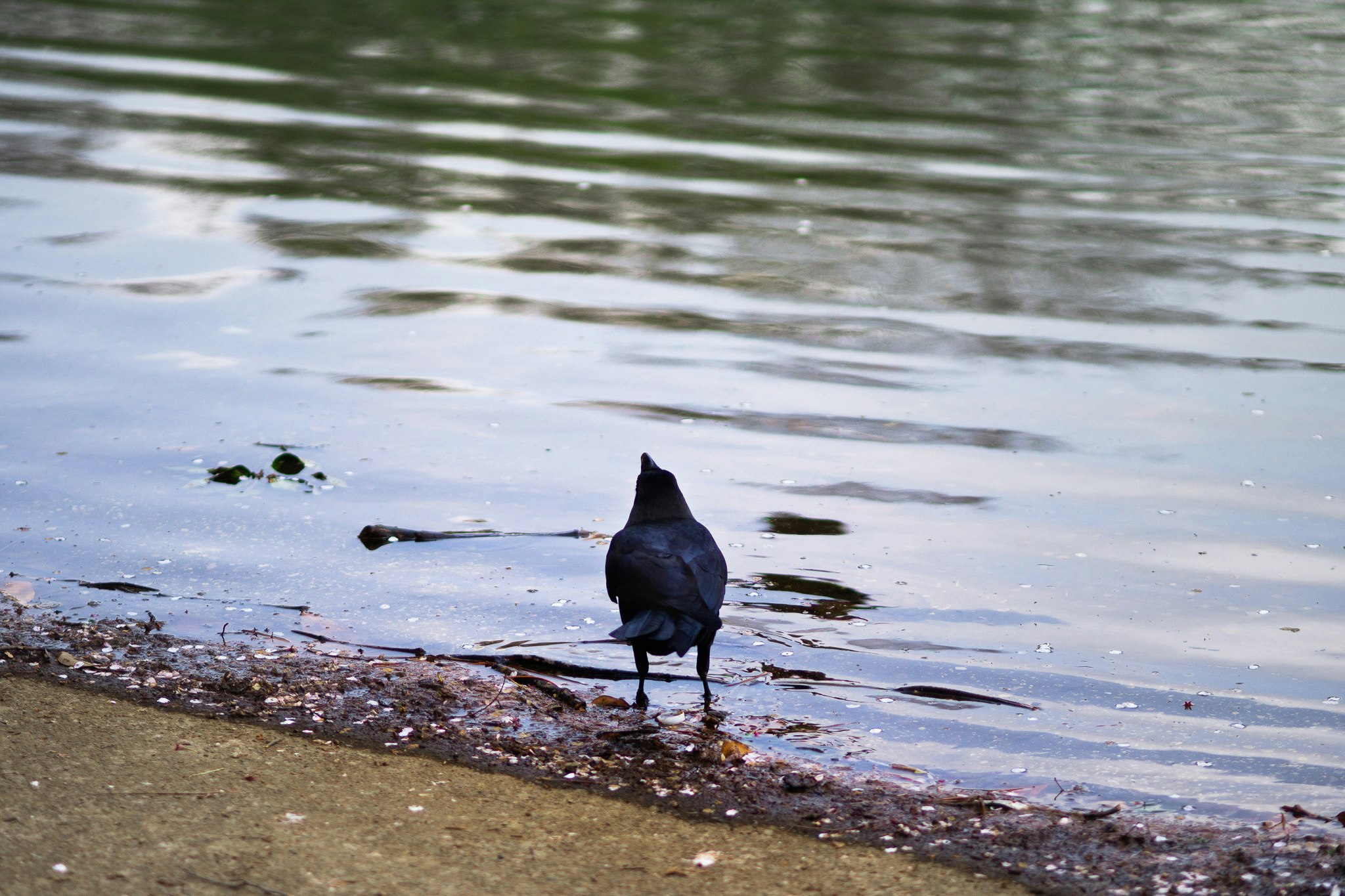 川辺の砂地で水を飲む鳥