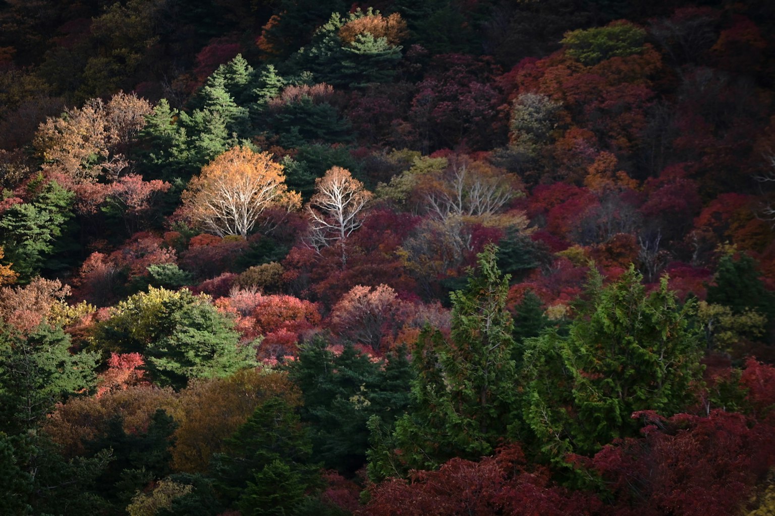 Un paysage rempli d'arbres colorés d'automne