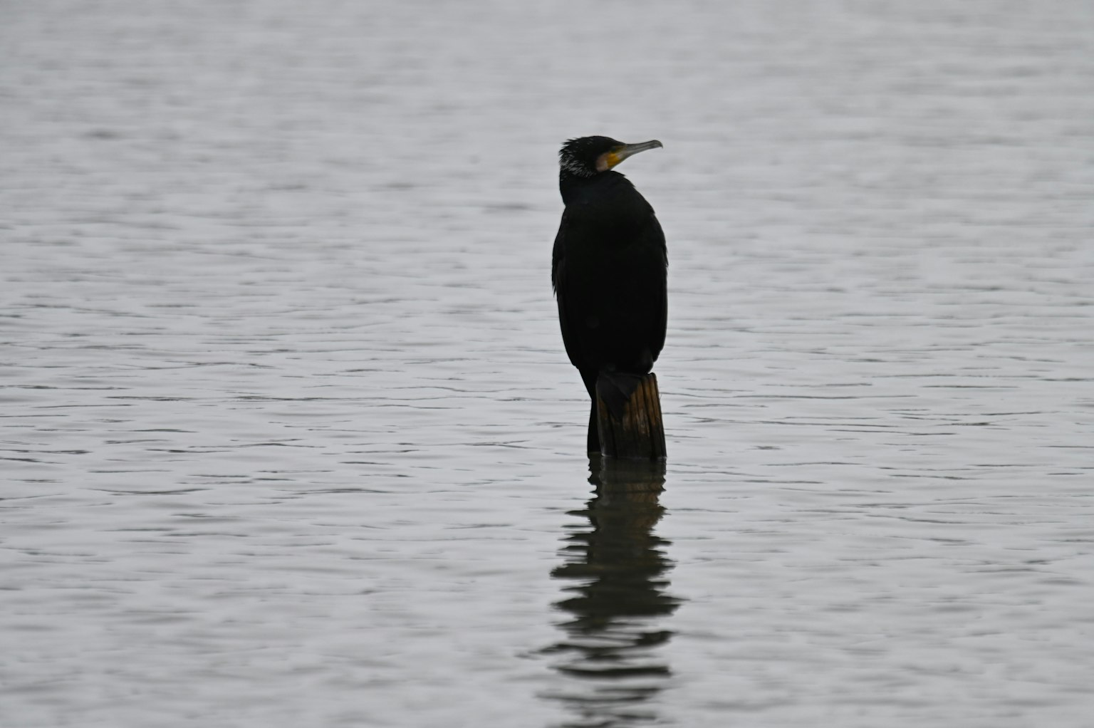 Silueta de un pájaro negro de pie sobre el agua