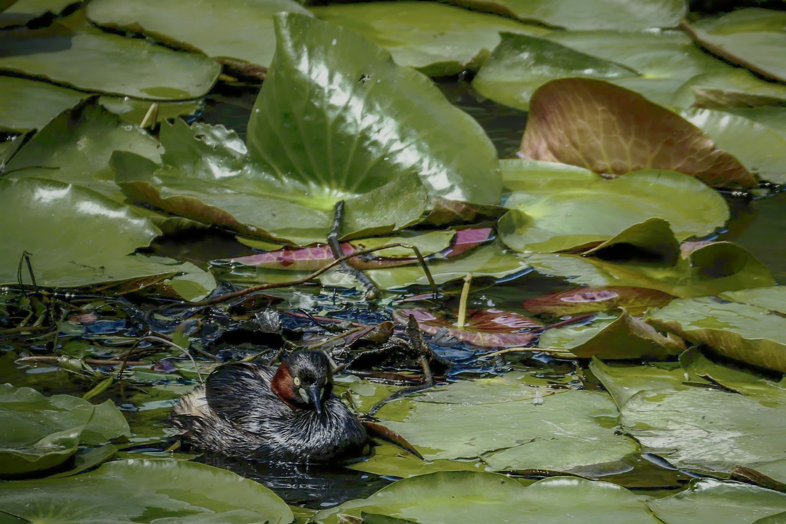 Un groupe d'oiseaux parmi des nénuphars à la surface de l'eau avec un environnement naturel environnant