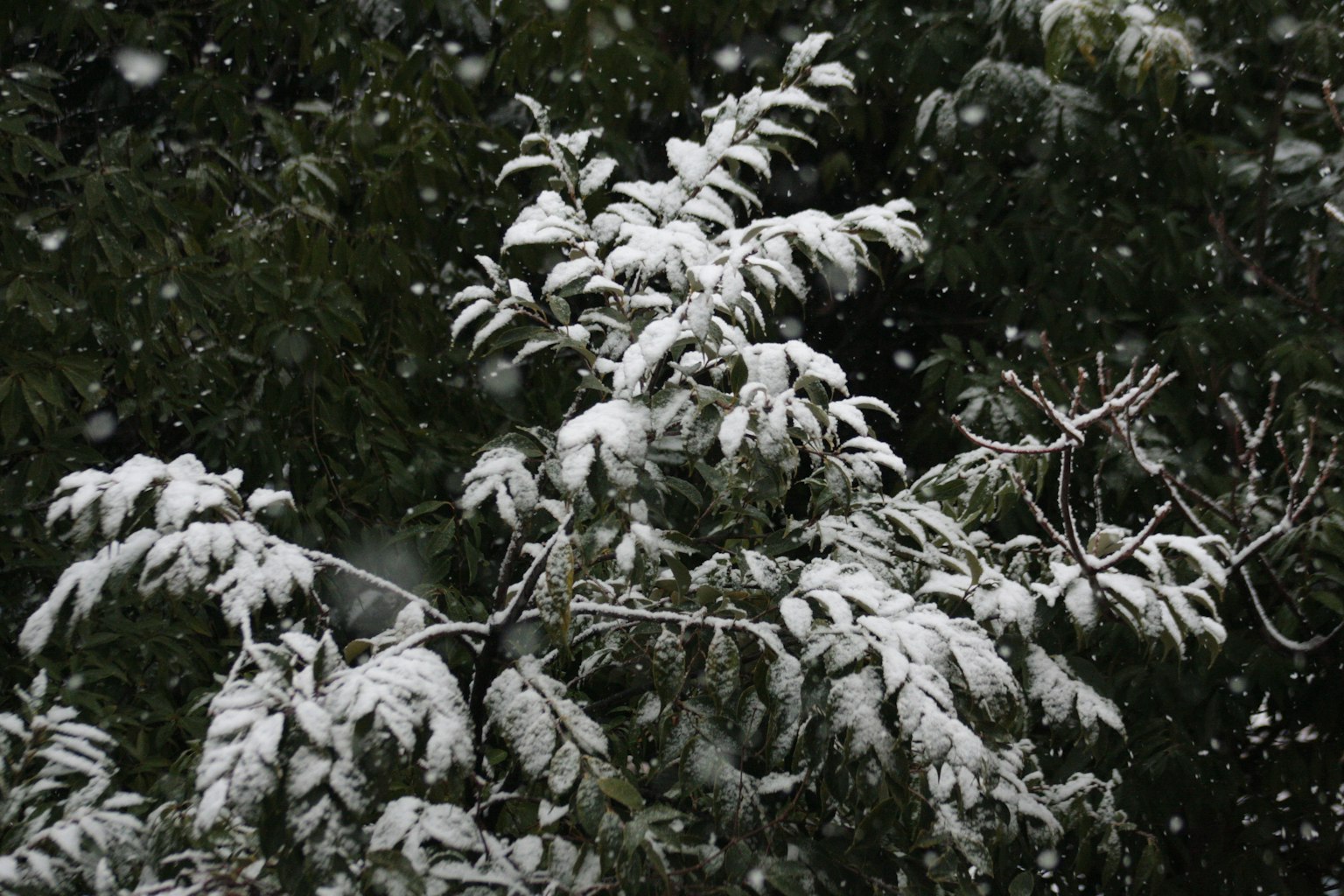 Scena invernale con foglie e rami coperti di neve