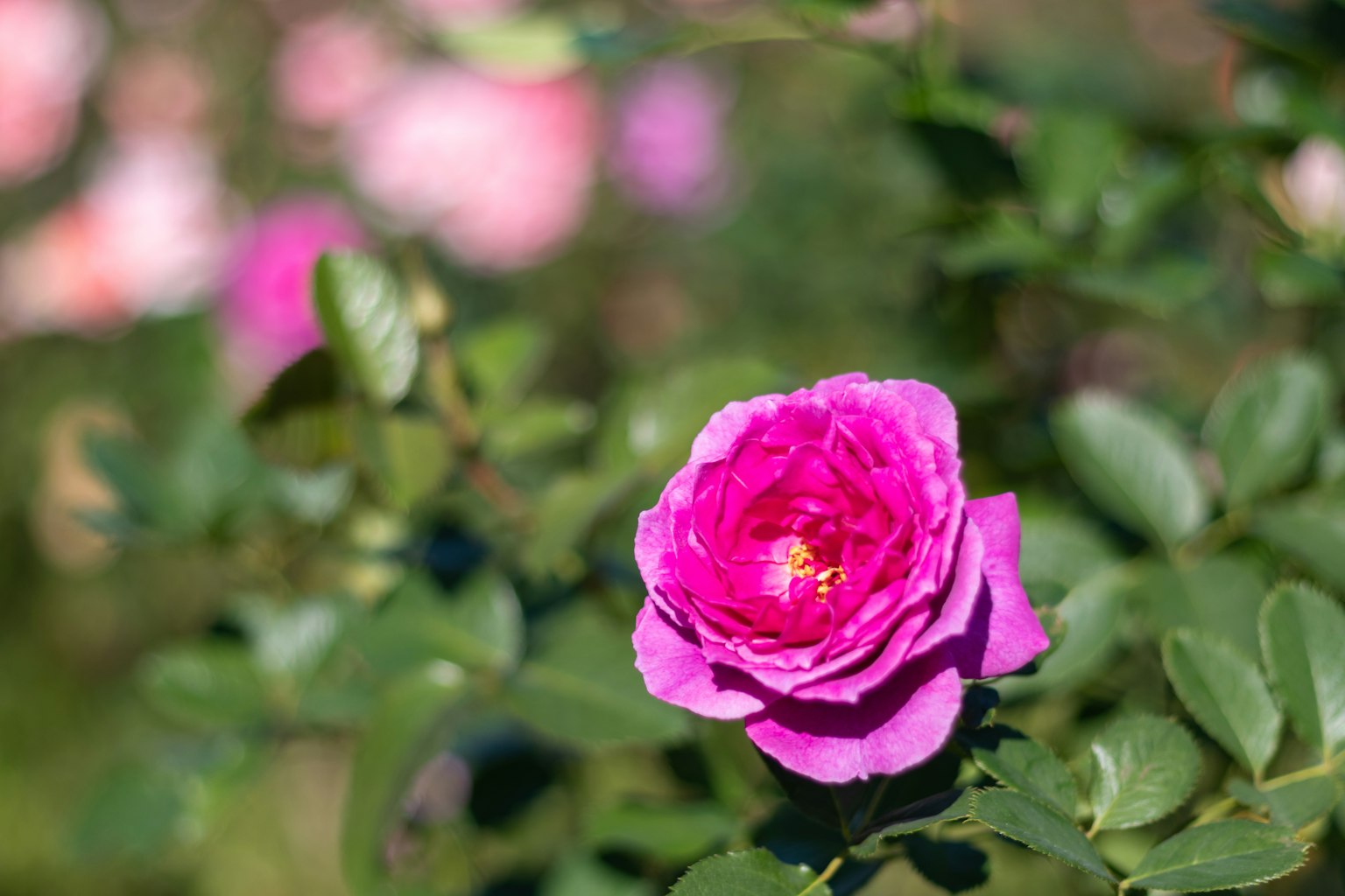 Une rose rose vibrante en fleurs avec d'autres fleurs floues en arrière-plan