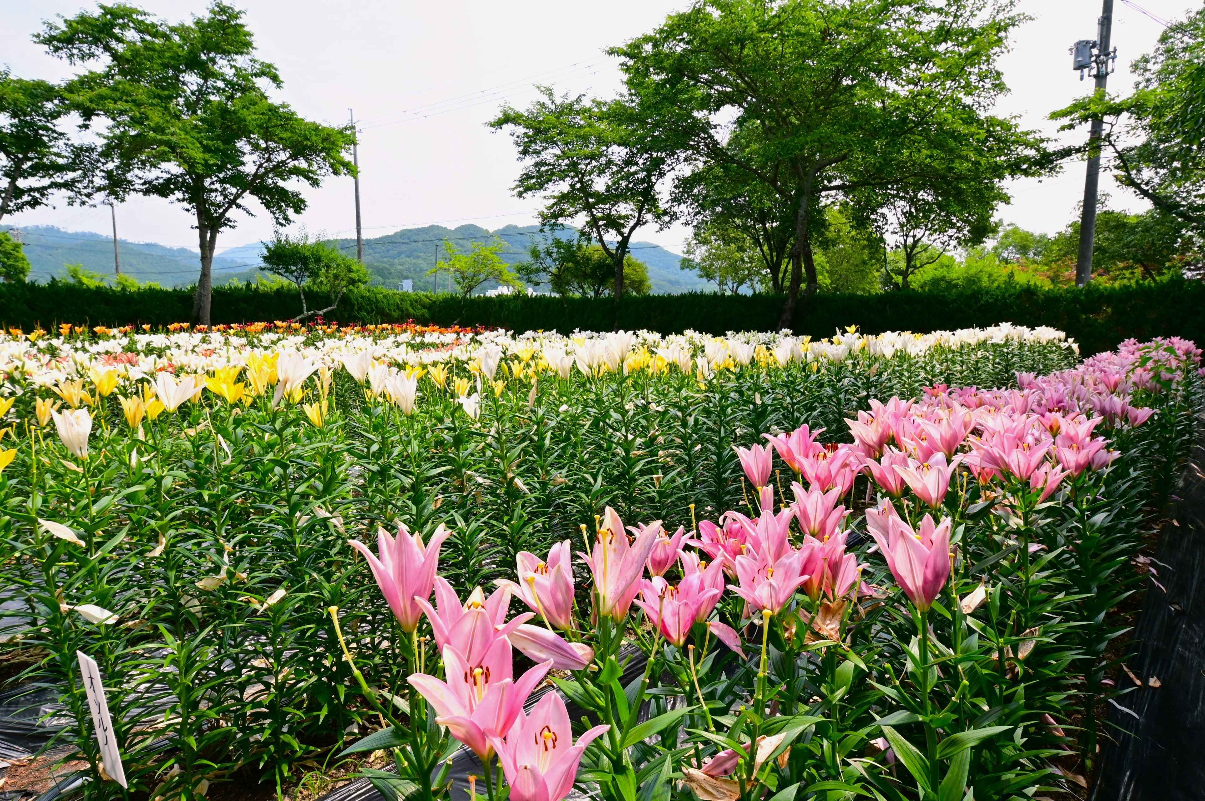 花壇のピンクのユリが咲く公園の緑の景色