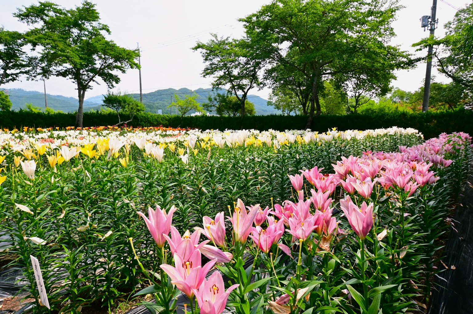 五彩缤纷的百合花在花田中盛开 背景是绿色的树木和山脉
