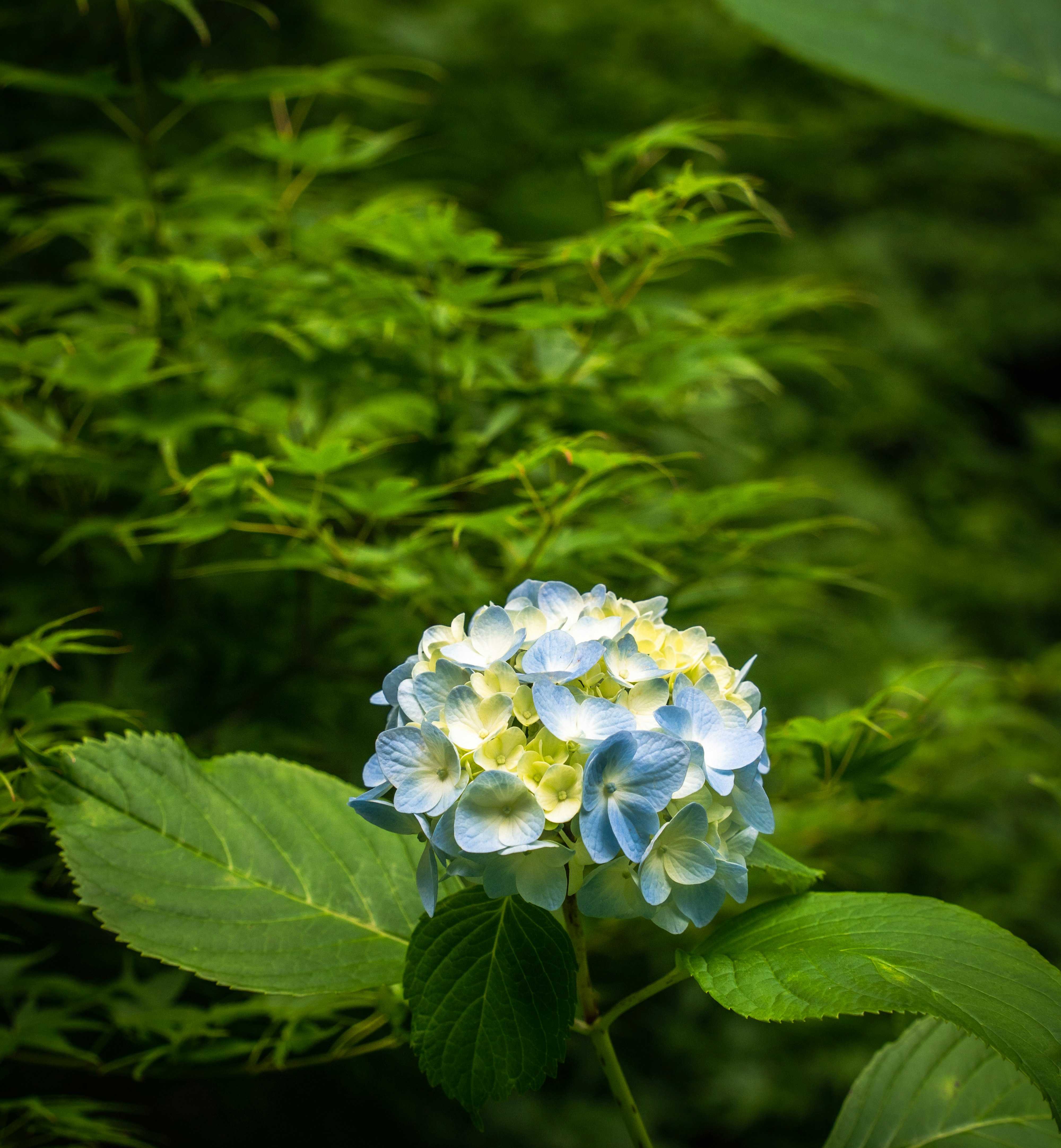 緑の葉に囲まれた青紫のアジサイの花