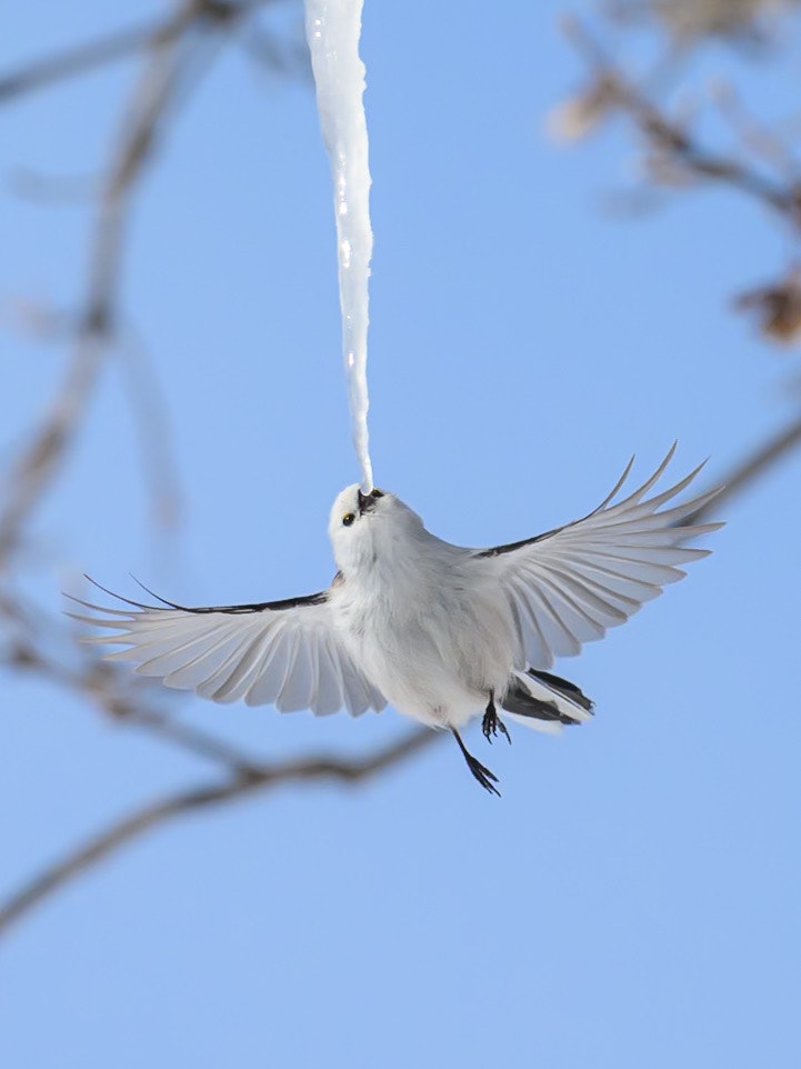 青空の下で羽を広げて舞う白い鳥