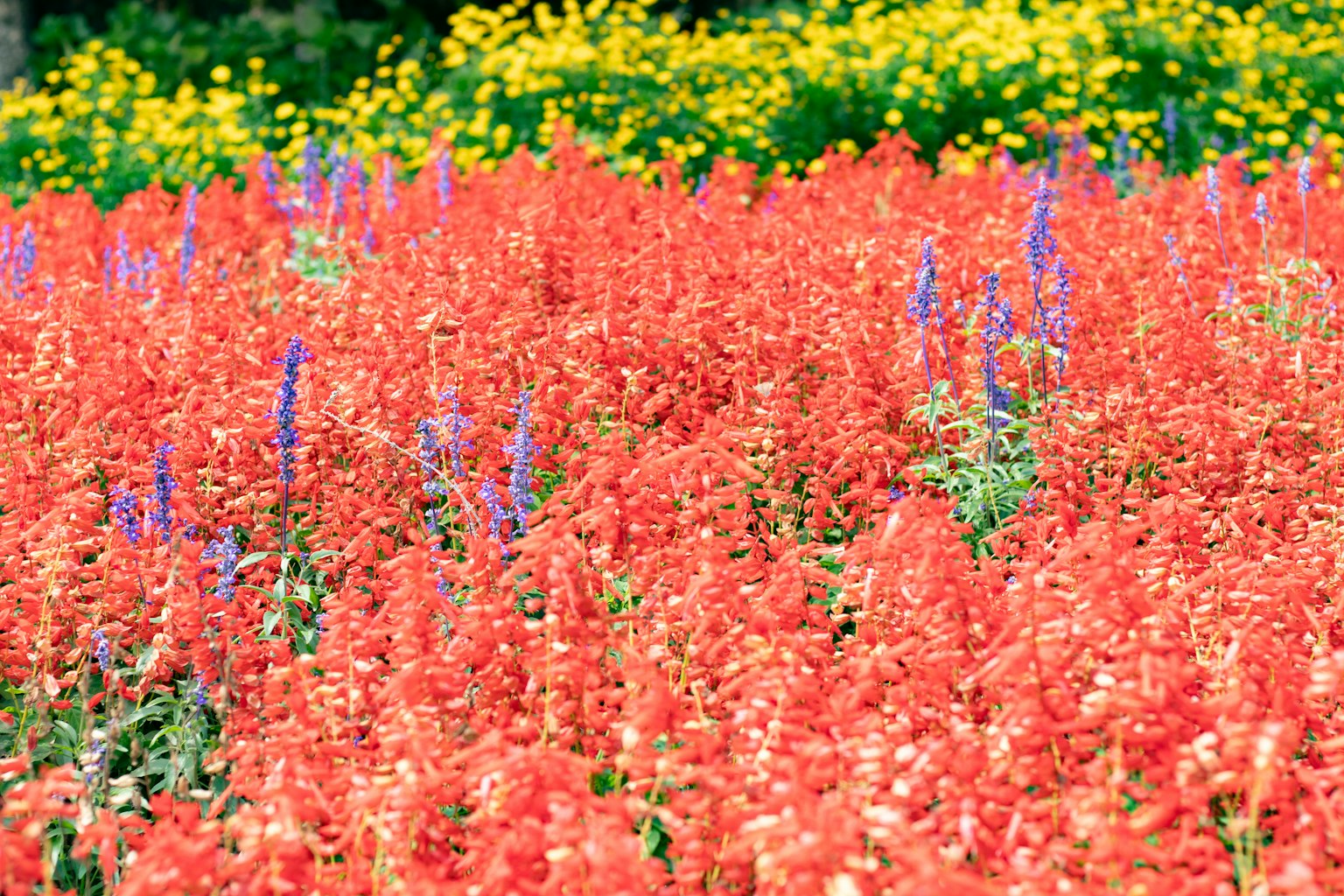Campo de flores vibrantes con flores rojas y moradas