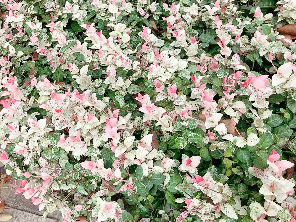 parterre cubierto con pétalos rosados y blancos