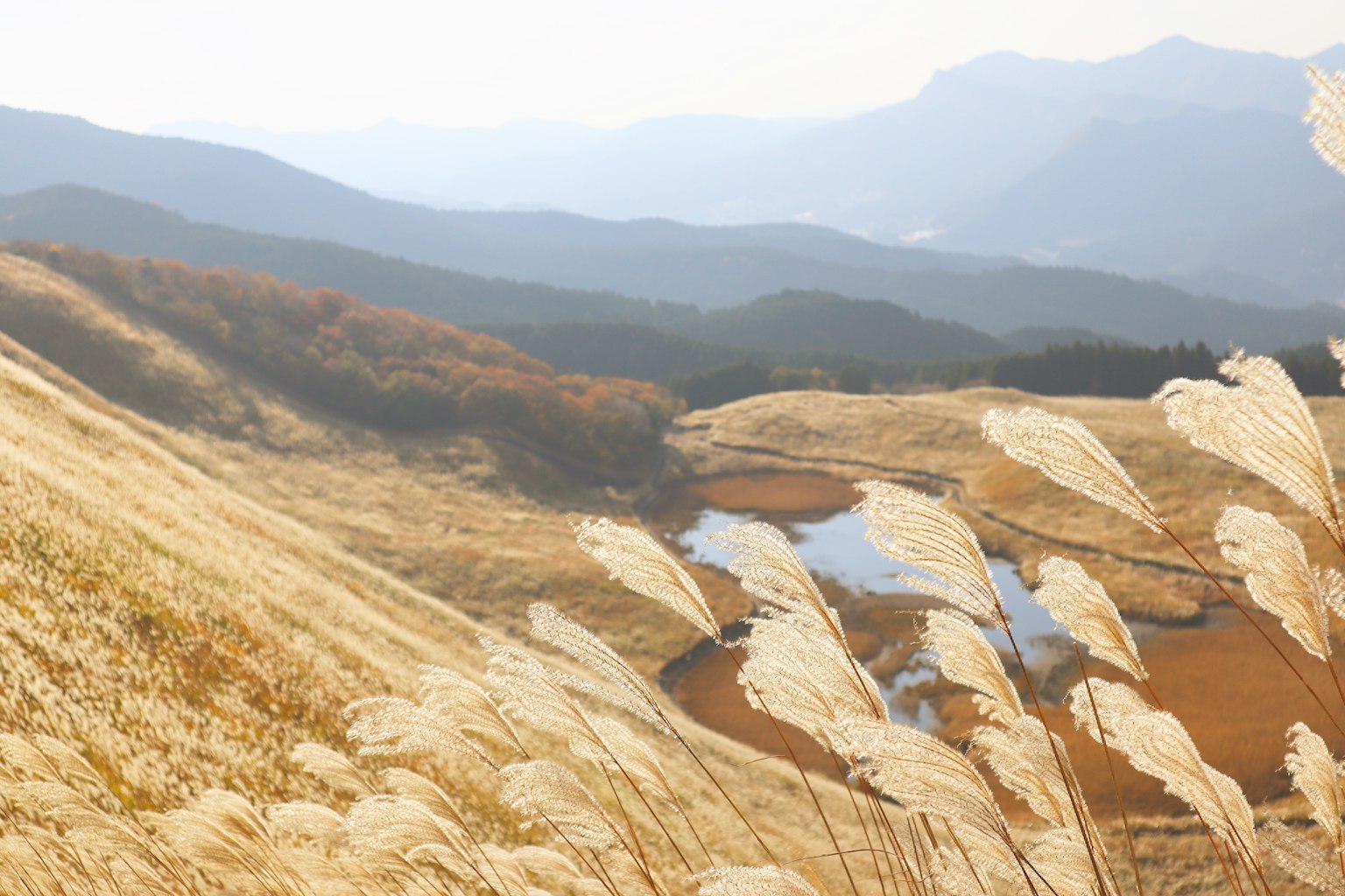 Expansive grassland and mountains with distinctive waving reeds