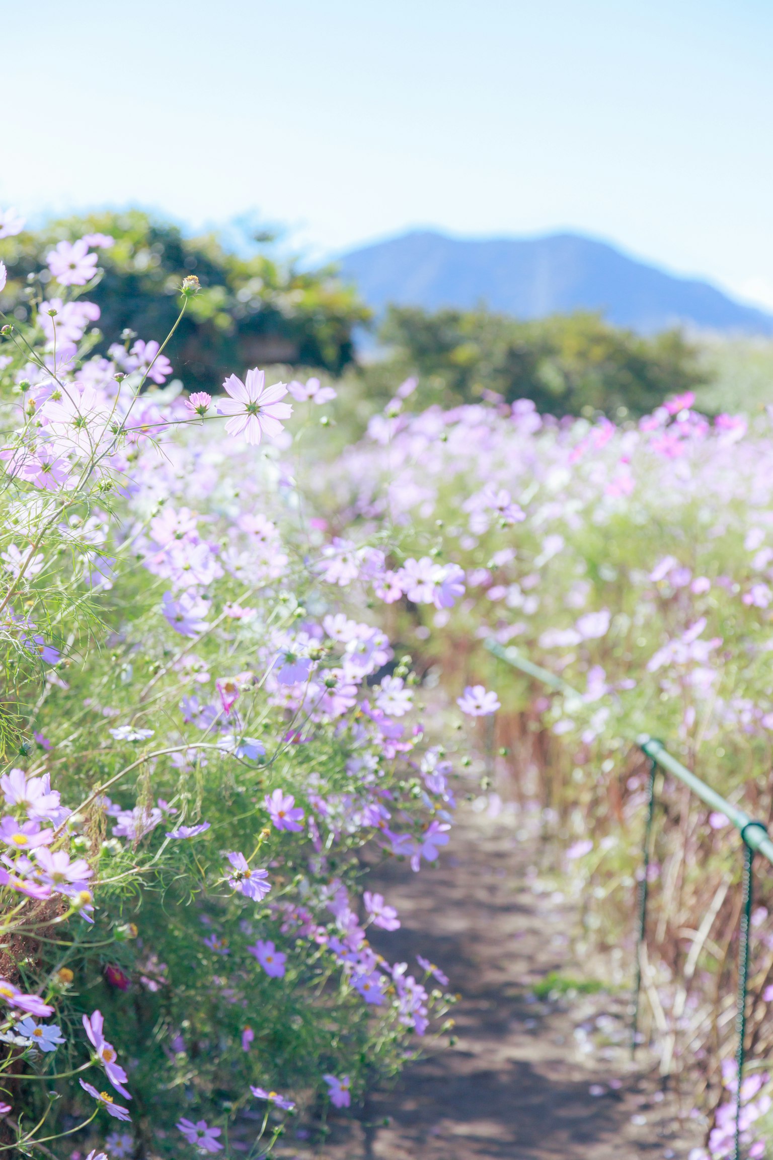 Pathway surrounded by blooming flowers and distant mountains