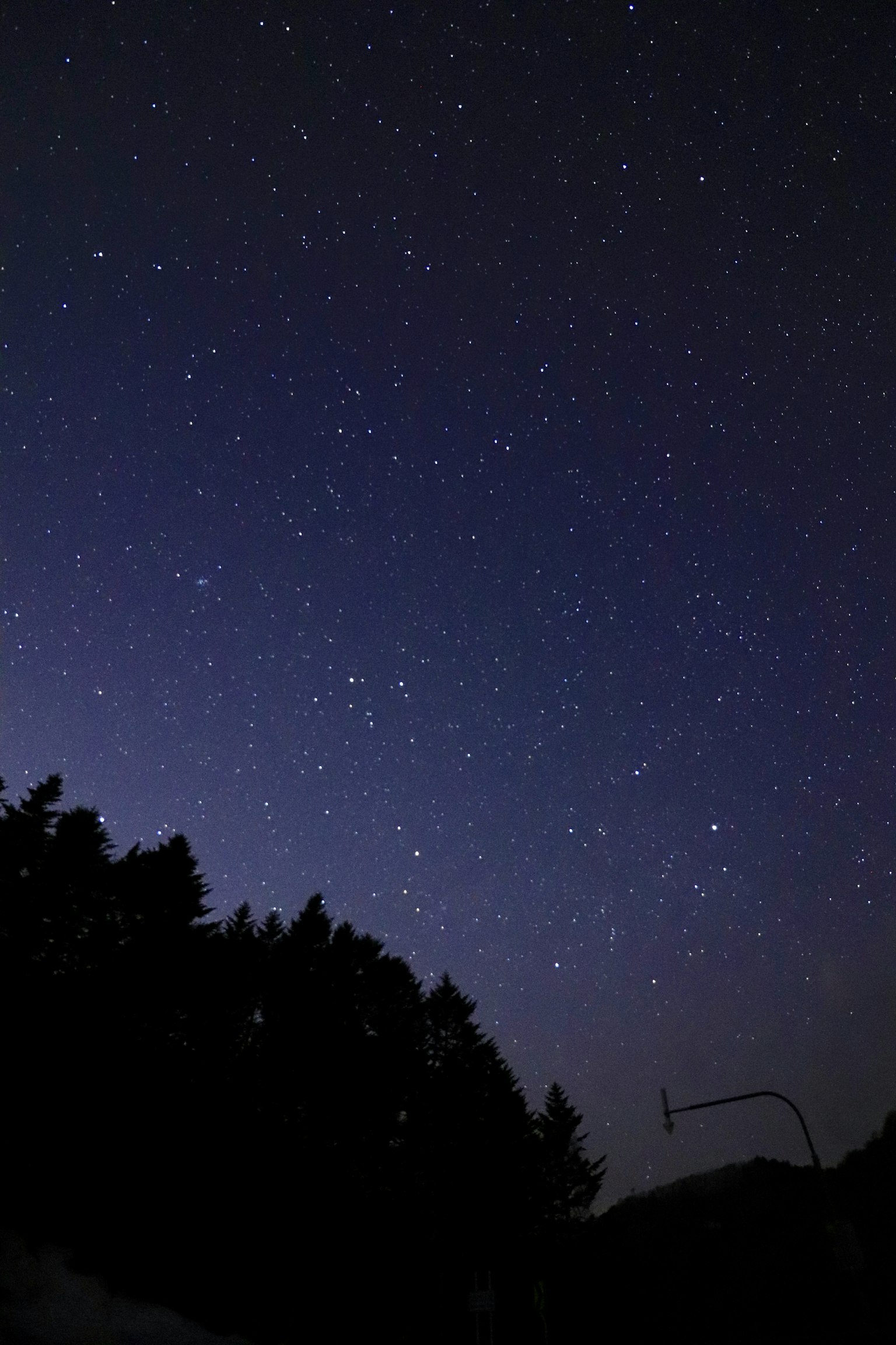 Cielo estrellado con árboles en silueta