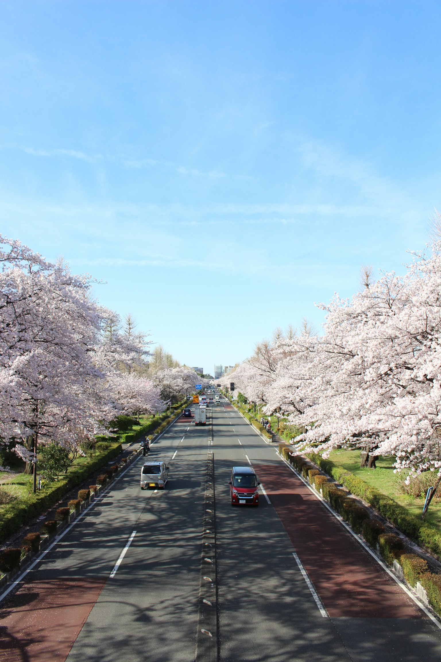 Pemandangan indah jalan yang dikelilingi bunga sakura dengan langit biru yang cerah