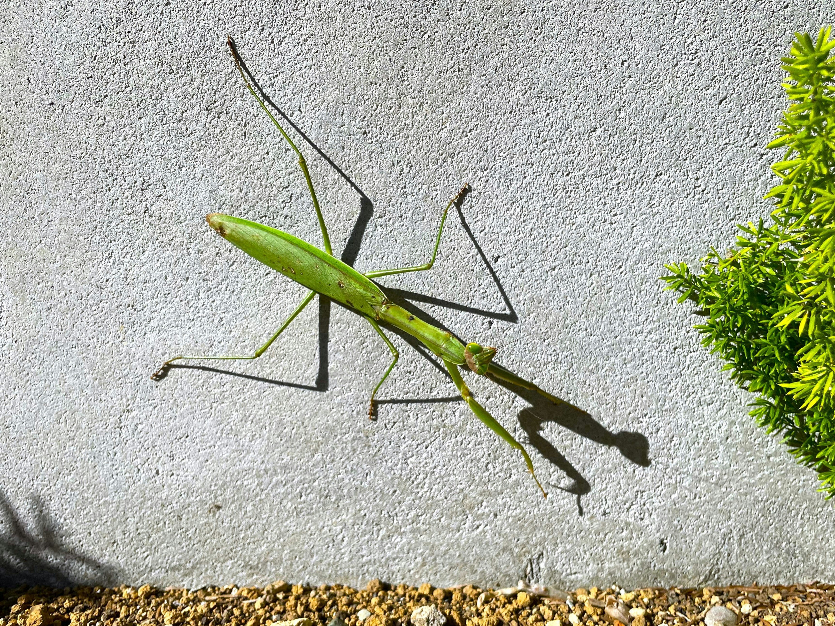 壁に落ちるカマキリの影とシルエット