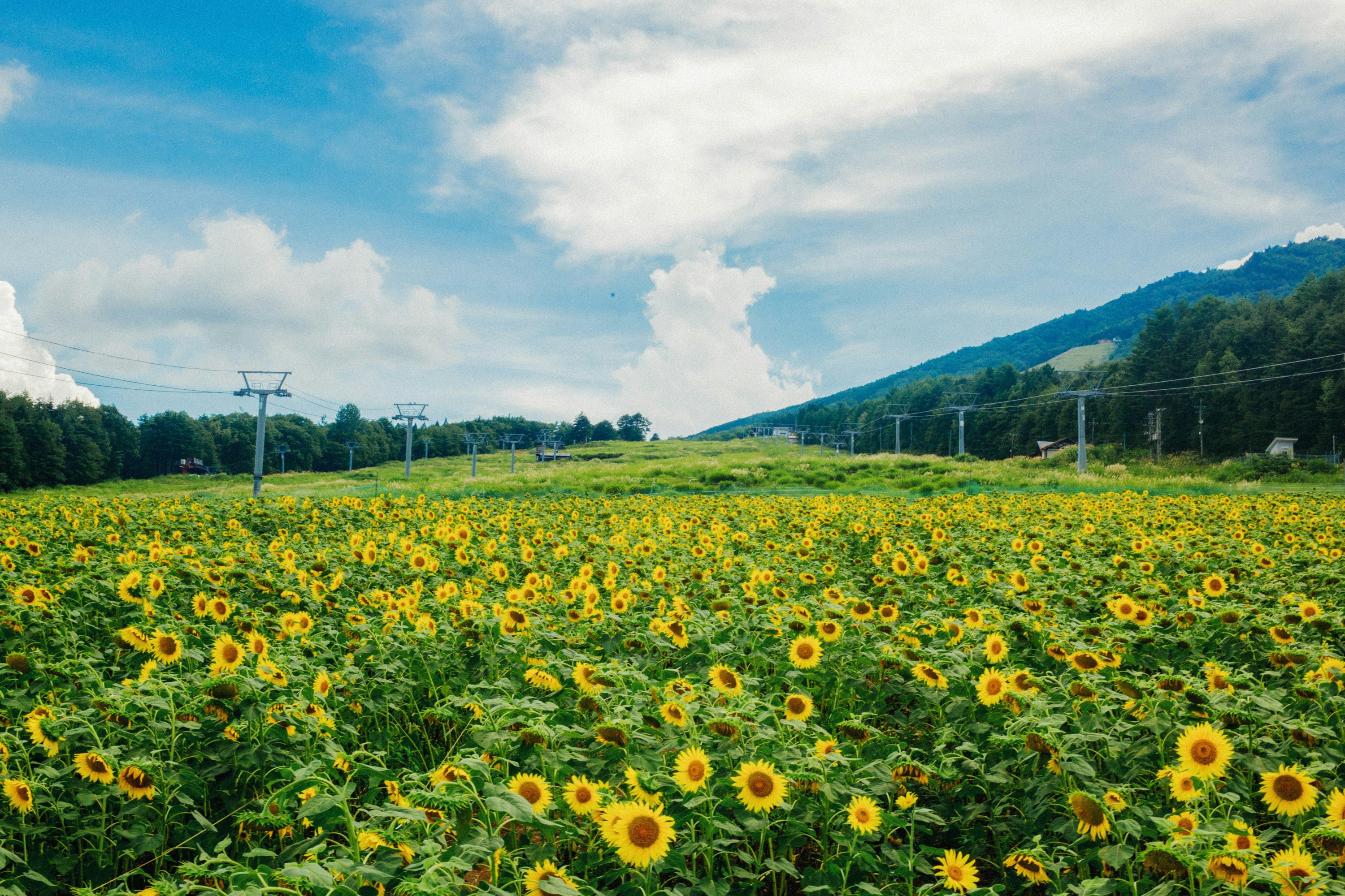 ひまわり畑と緑の山並みの風景
