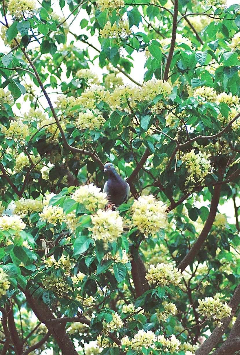 นกเกาะอยู่บนต้นไม้ที่มีใบเขียวและดอกไม้สีเหลือง
