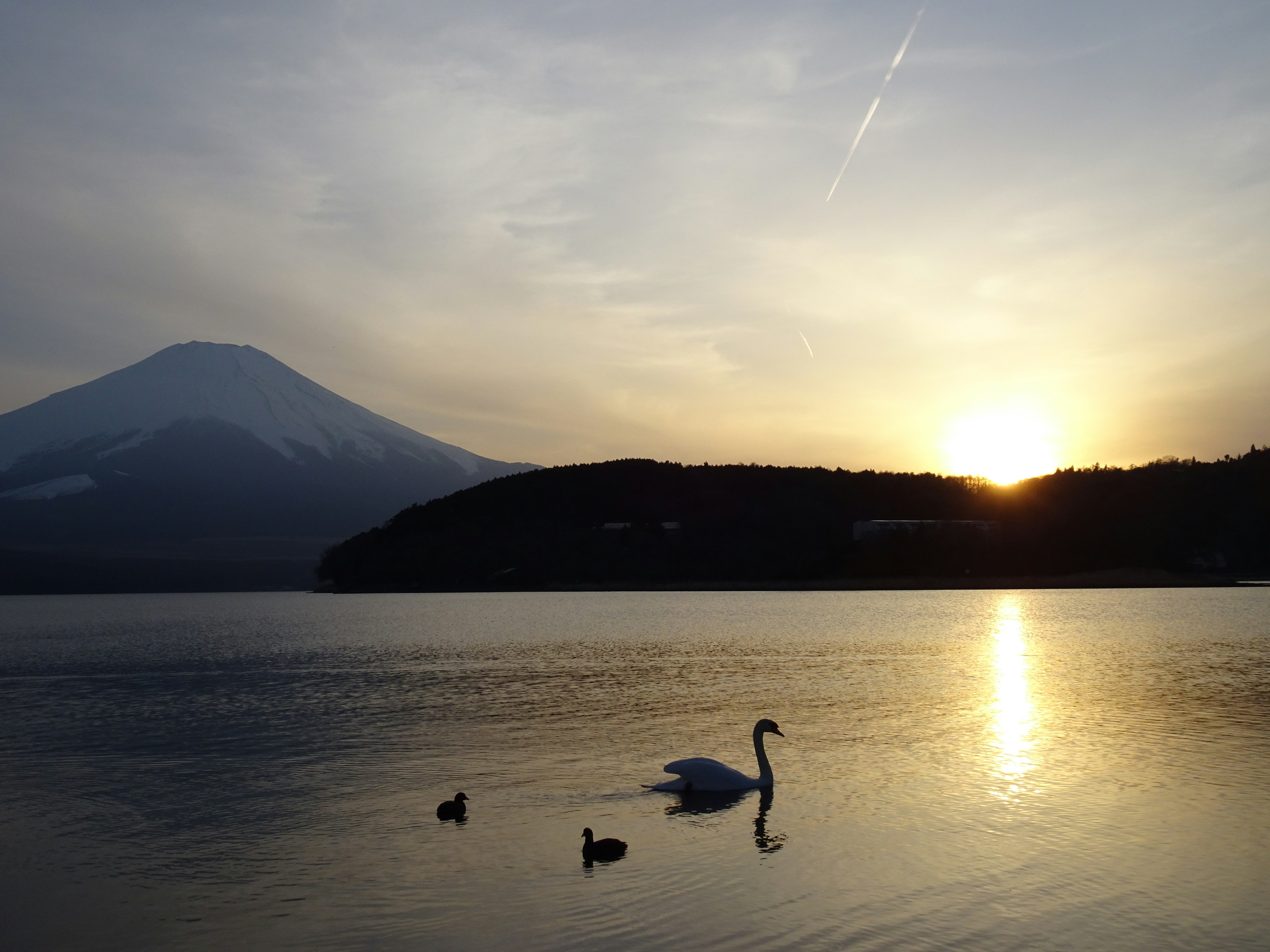 夕日に照らされる湖畔と白鳥、遠くに山