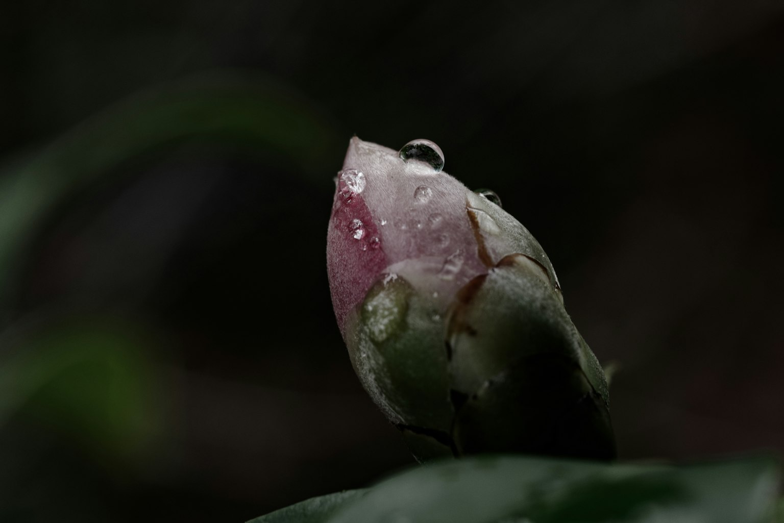 Primo piano di un bocciolo di fiore rosa con gocce d'acqua e foglie verdi