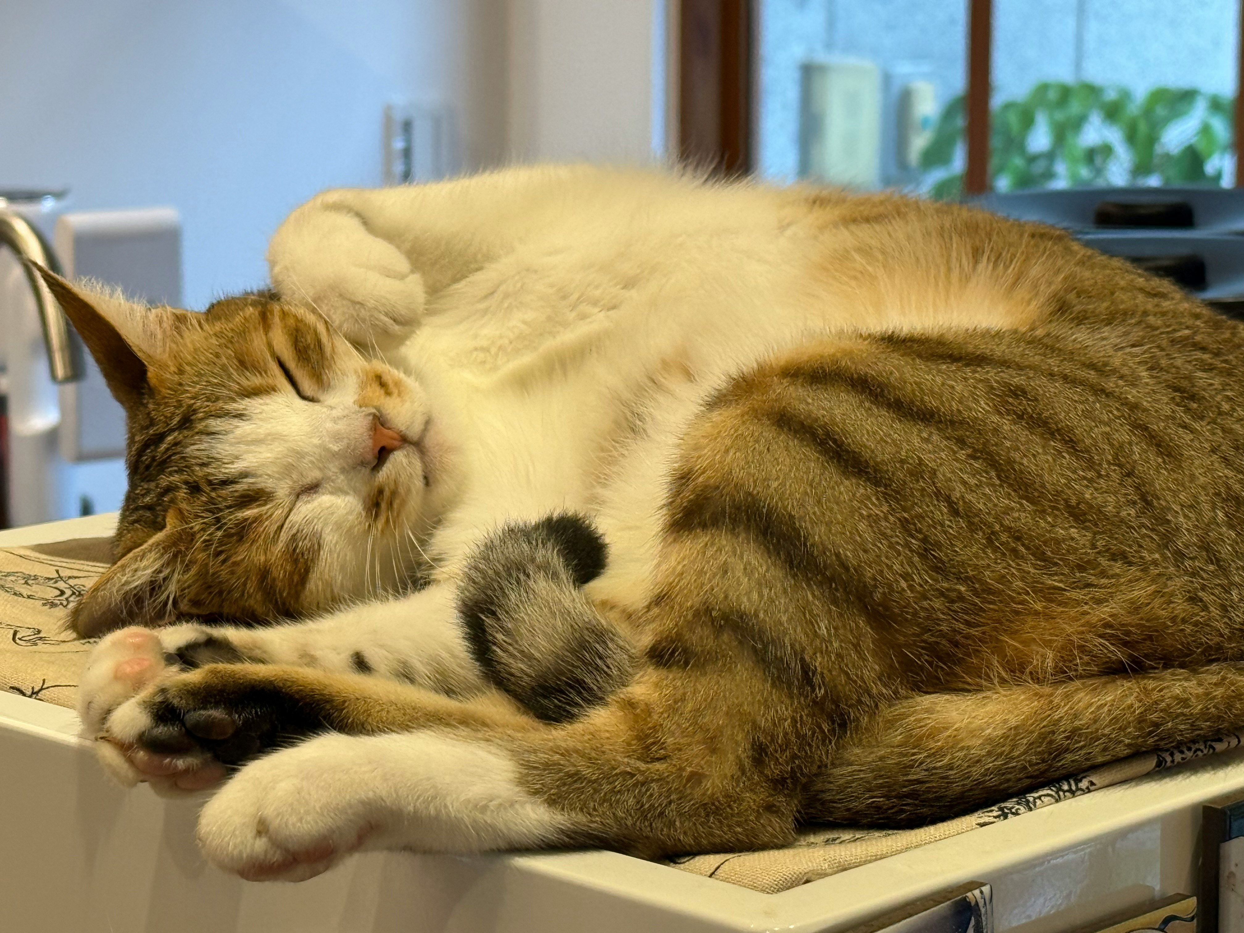 sleeping cat on a bed indoors