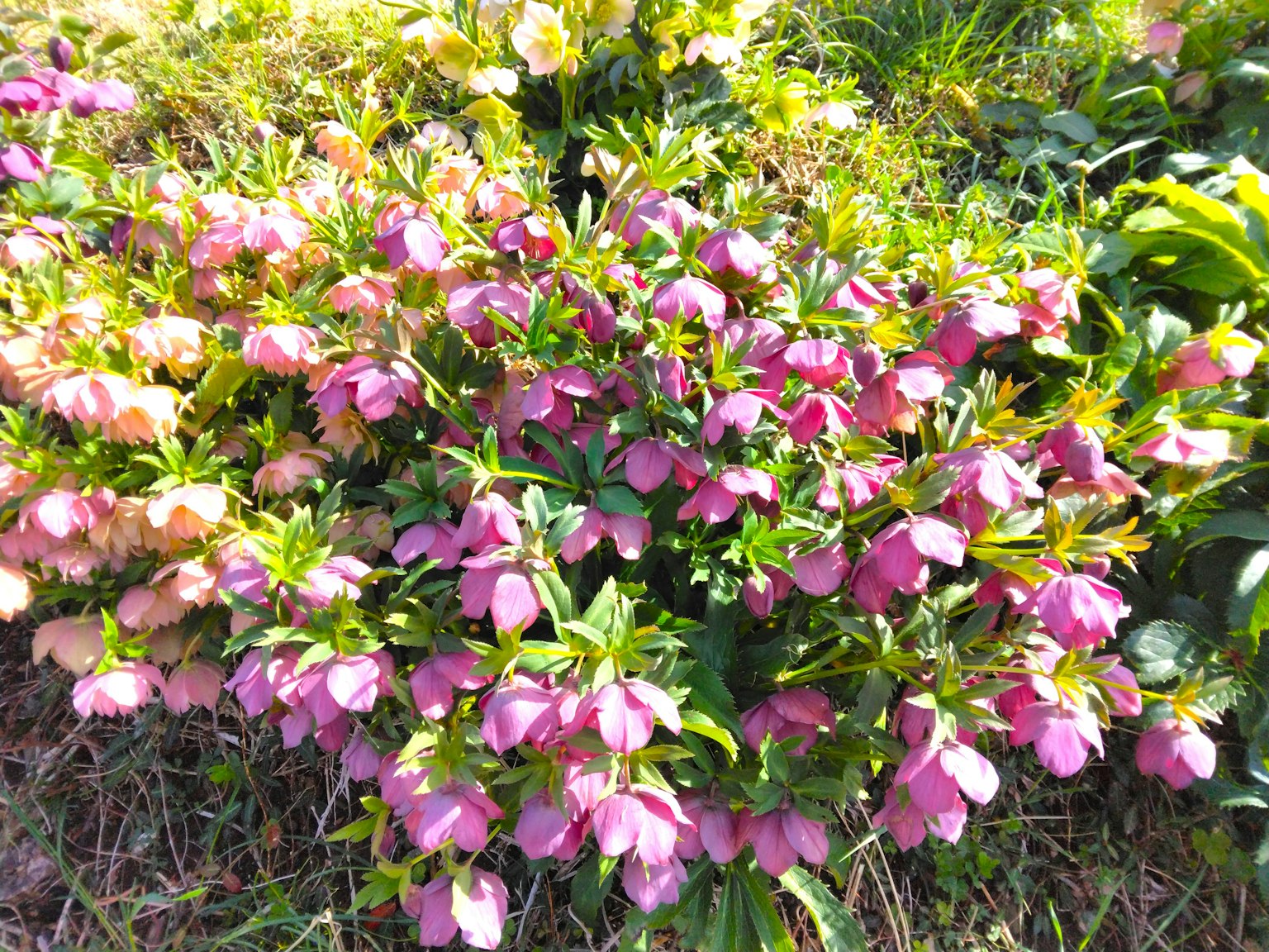 Fleurs d'hellébore vibrantes en nuances de rose et de pêche dans un jardin