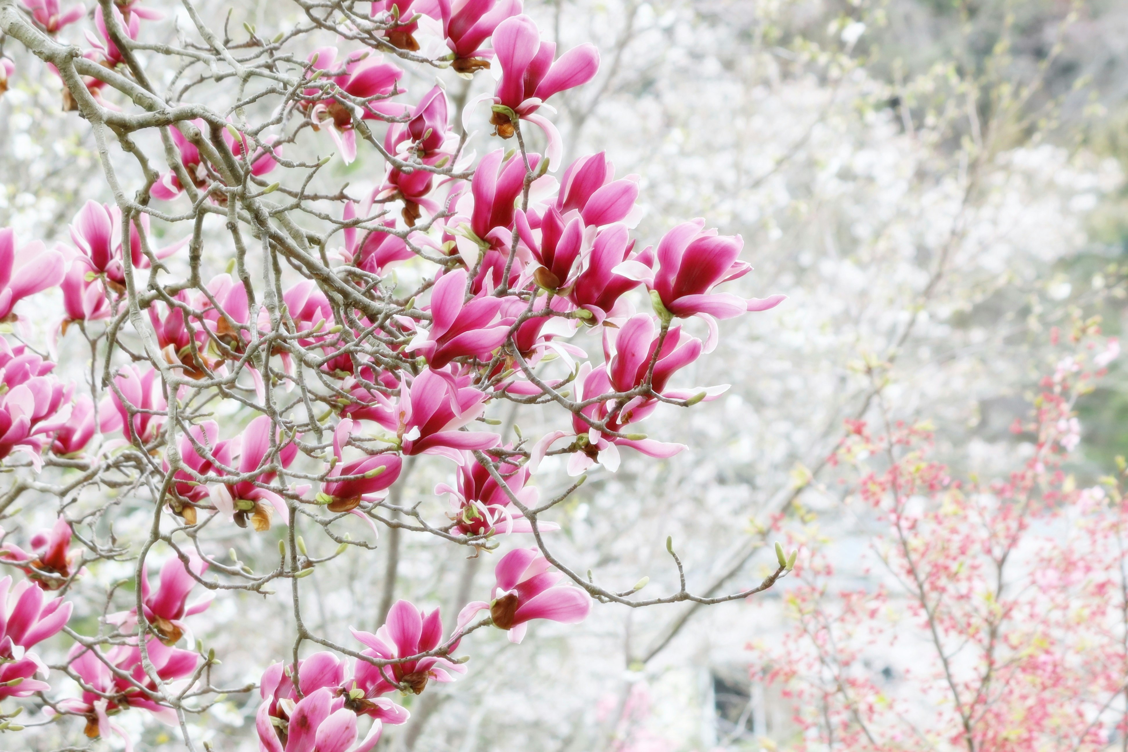 ピンクの花が咲く枝と春の花景色