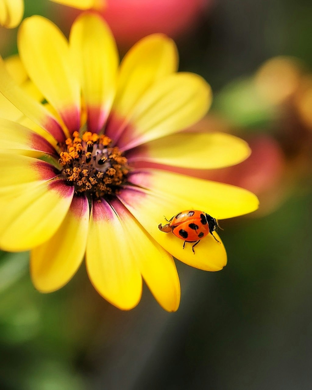 close-up of a ladybug on a yellow flower