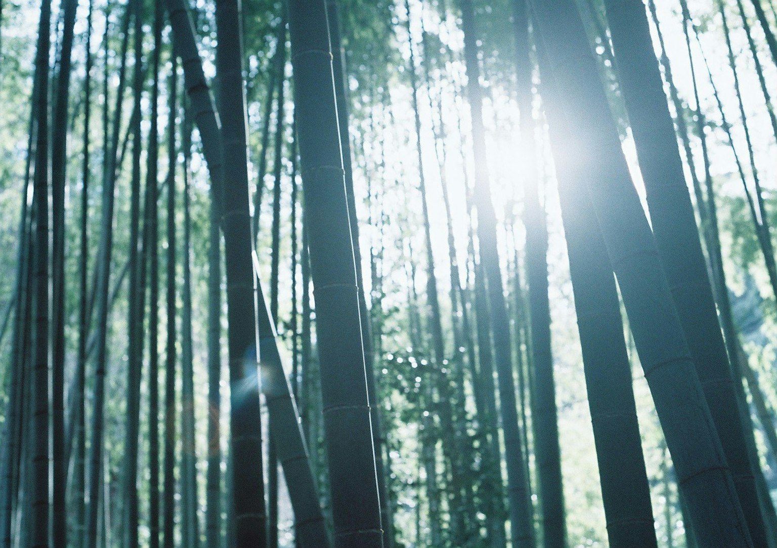 Luz filtrándose a través de un bosque de bambú