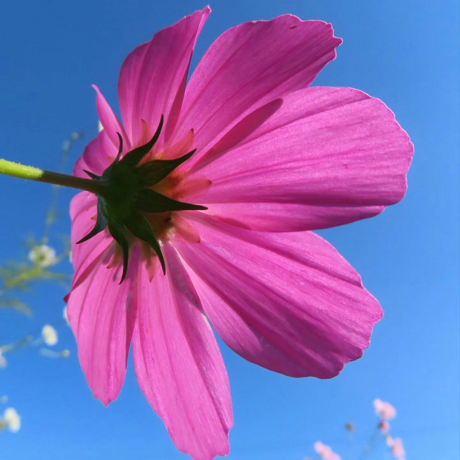 Pink flower side view against a blue sky