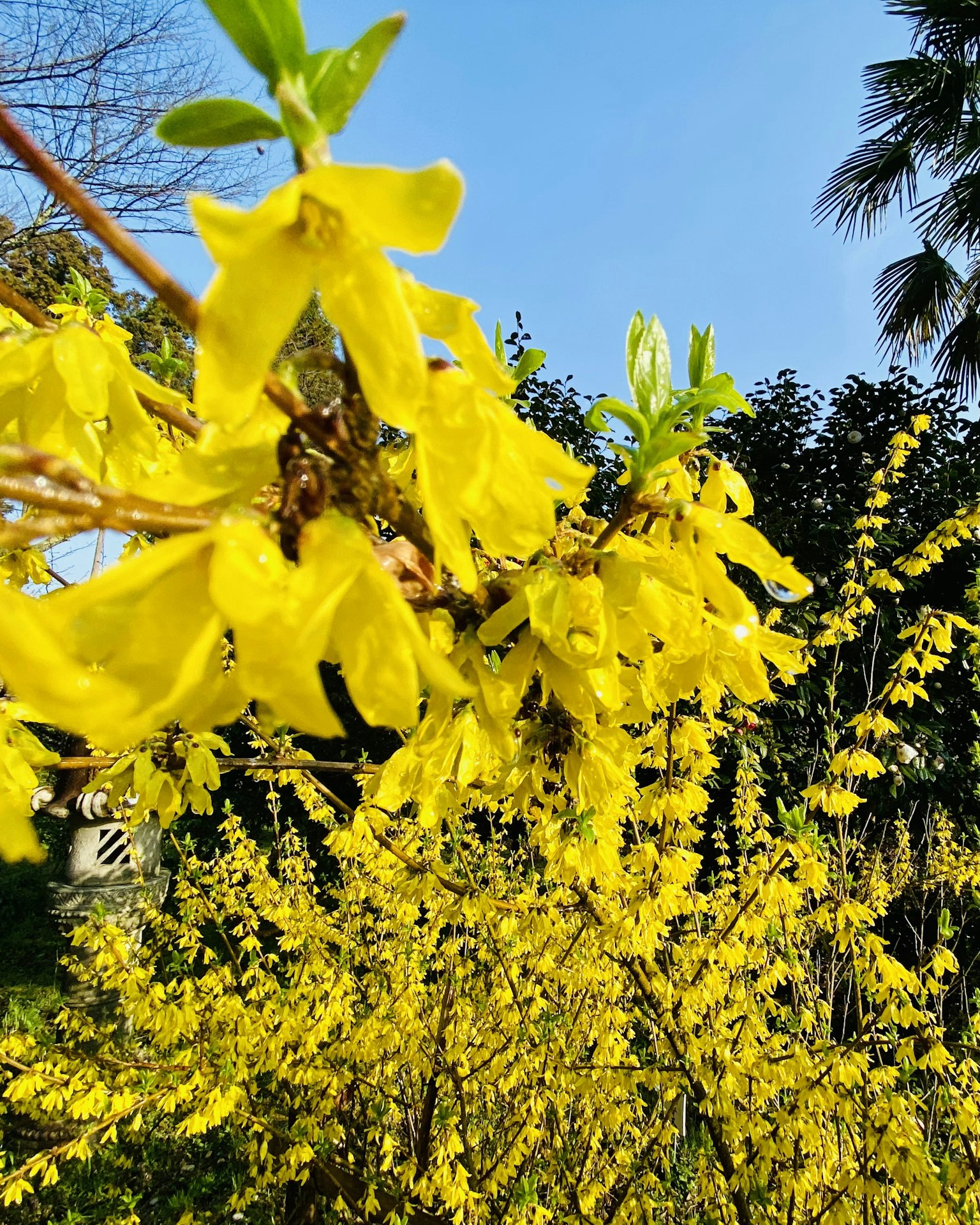 Primo piano di fiori gialli brillanti su un albero contro un cielo blu