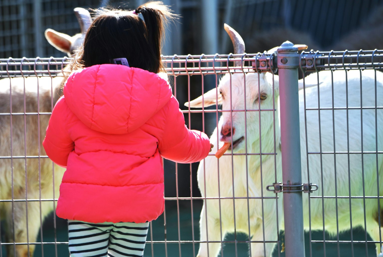 Seorang gadis kecil dengan jaket merah muda cerah memberi makan seekor kambing melalui pagar