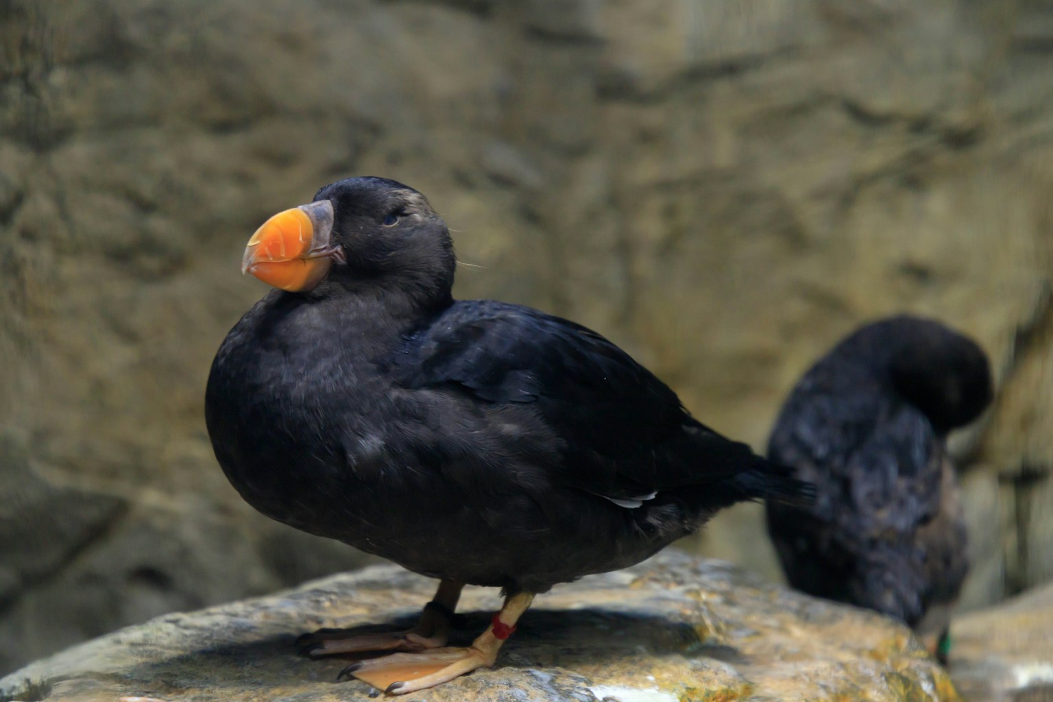 Ein schwarzgefiederter Vogel steht auf einem Stein mit einem orangefarbenen Schnabel